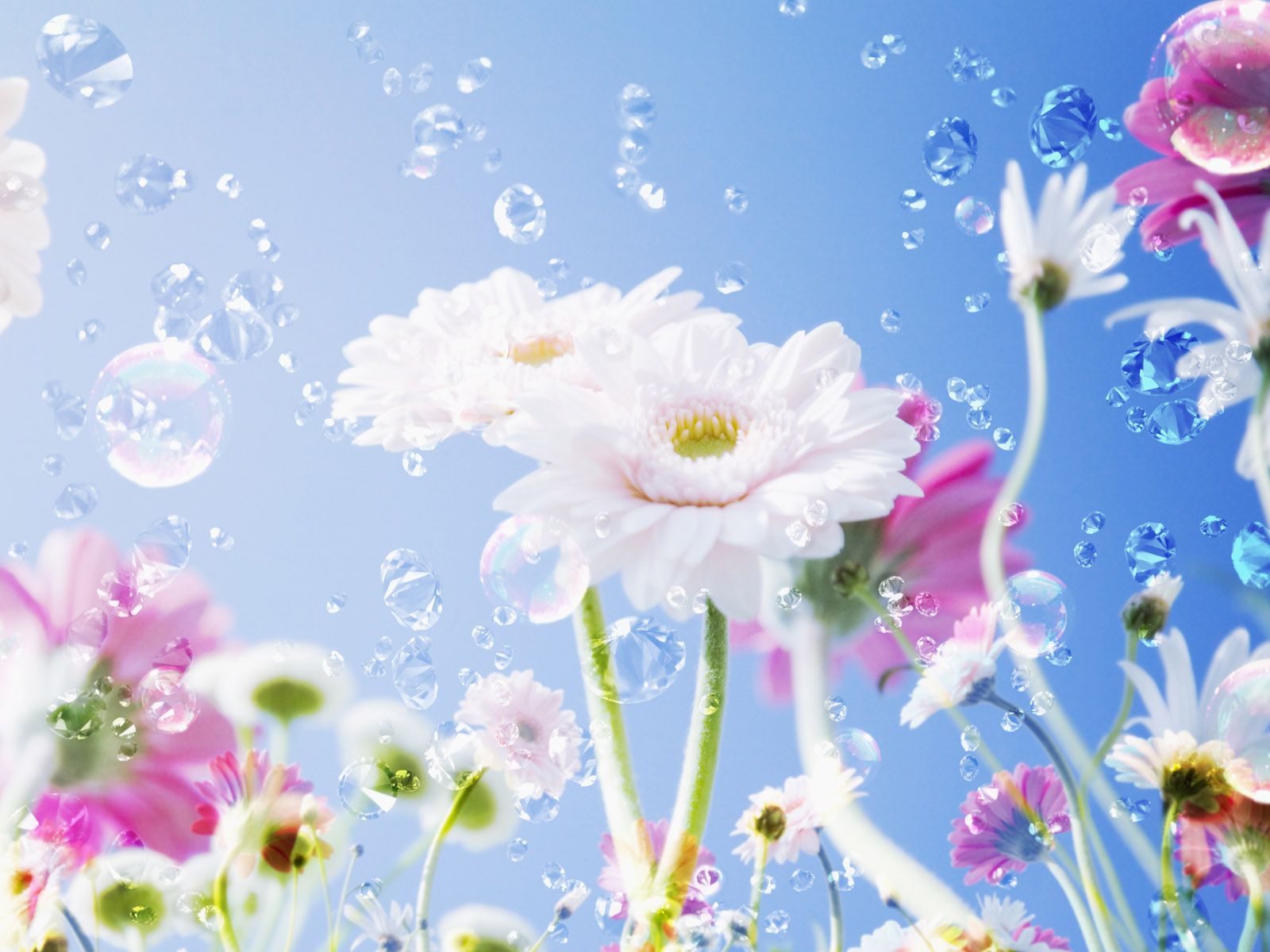 Free download wallpaper Flowers, Flower, Earth on your PC desktop