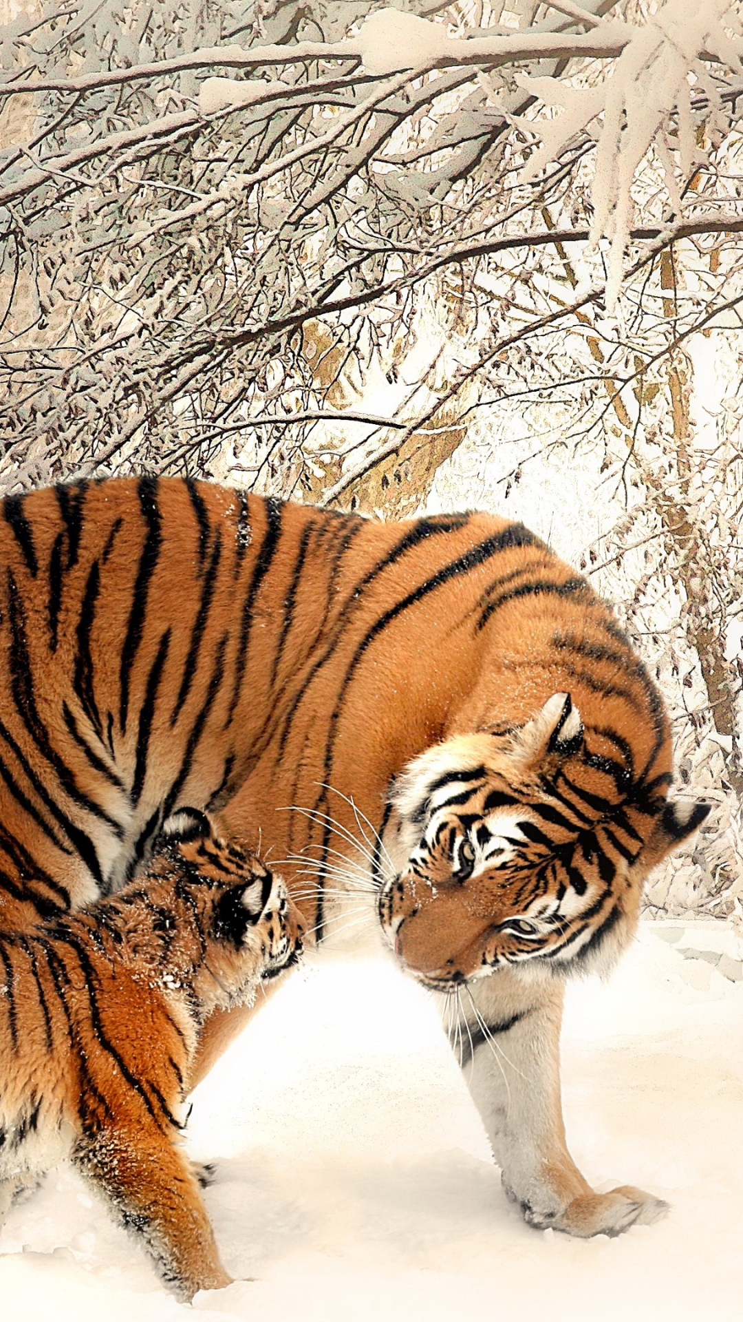 Download mobile wallpaper Winter, Cats, Snow, Tiger, Animal, Baby Animal, Cub for free.