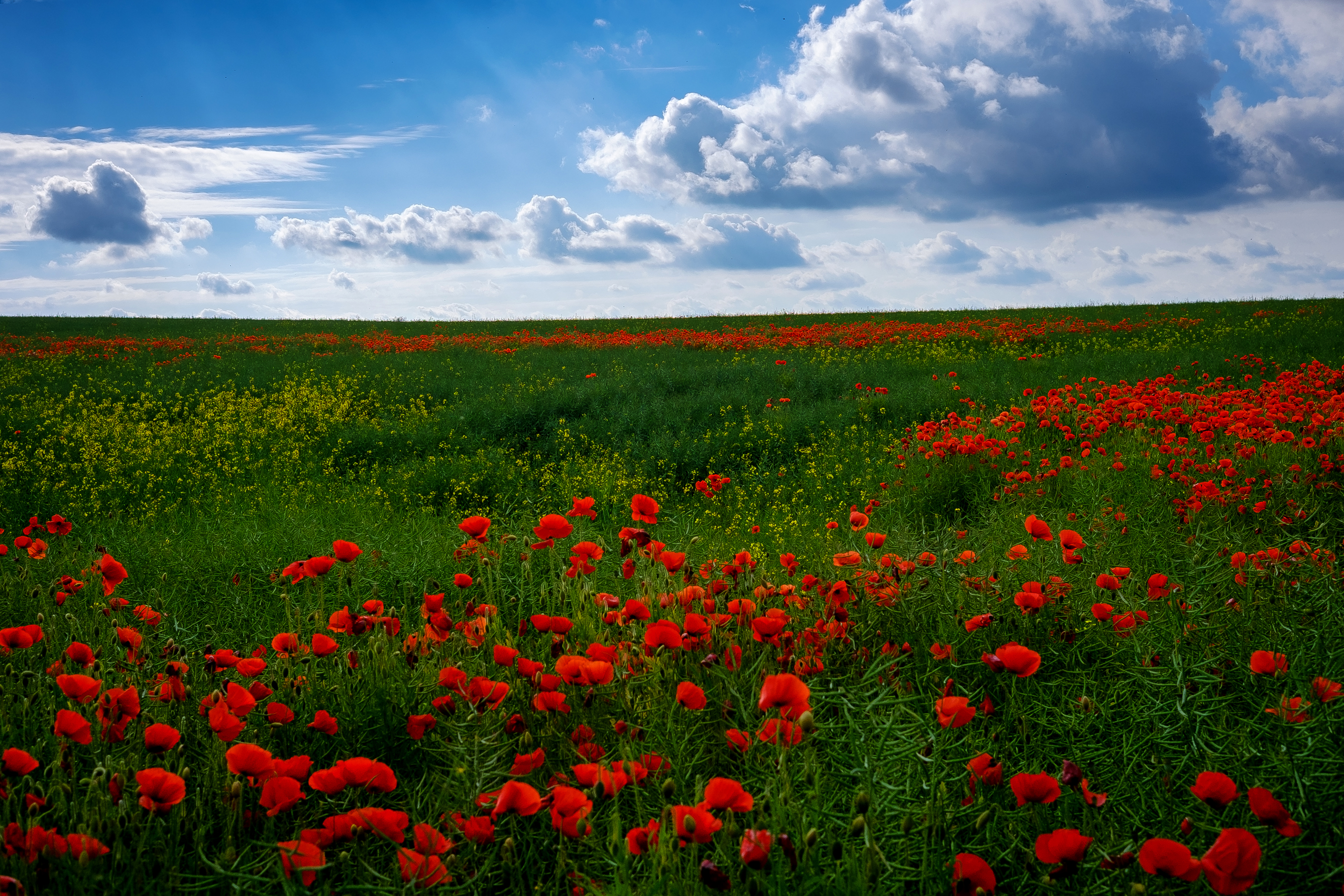 Download mobile wallpaper Flowers, Sky, Flower, Earth, Field, Cloud, Poppy for free.