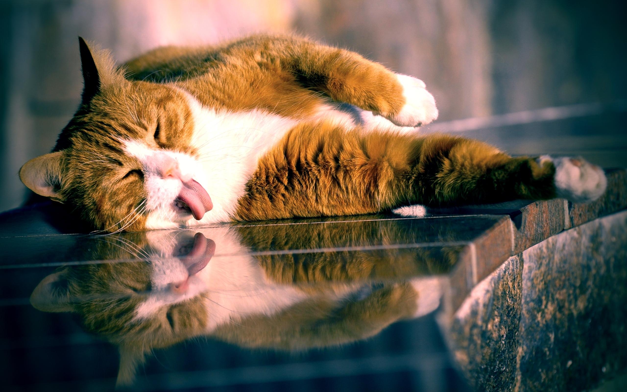 animals, cats HD for desktop 1080p