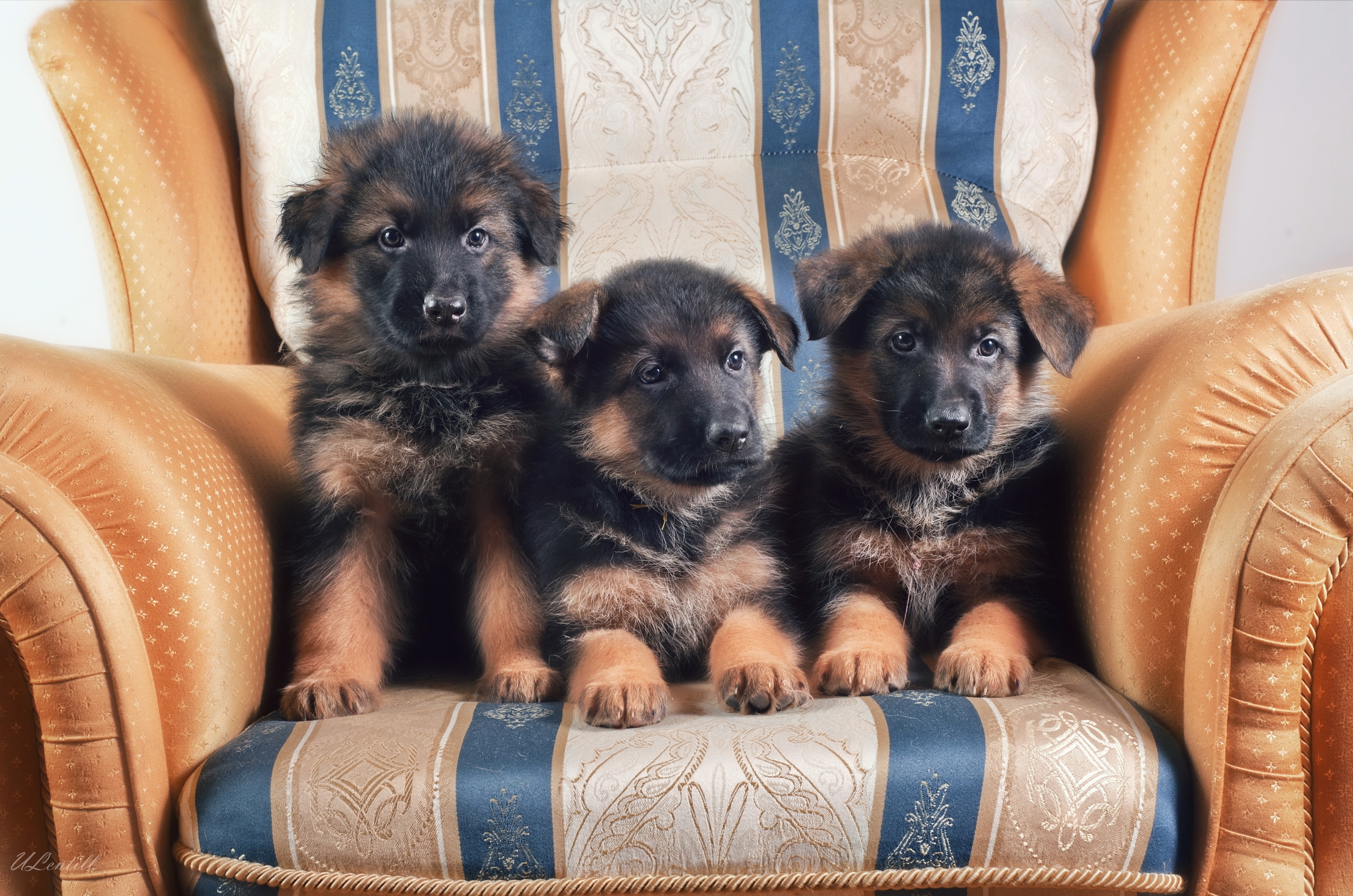 Laden Sie das Tiere, Hunde, Hund, Welpen, Schäferhund-Bild kostenlos auf Ihren PC-Desktop herunter