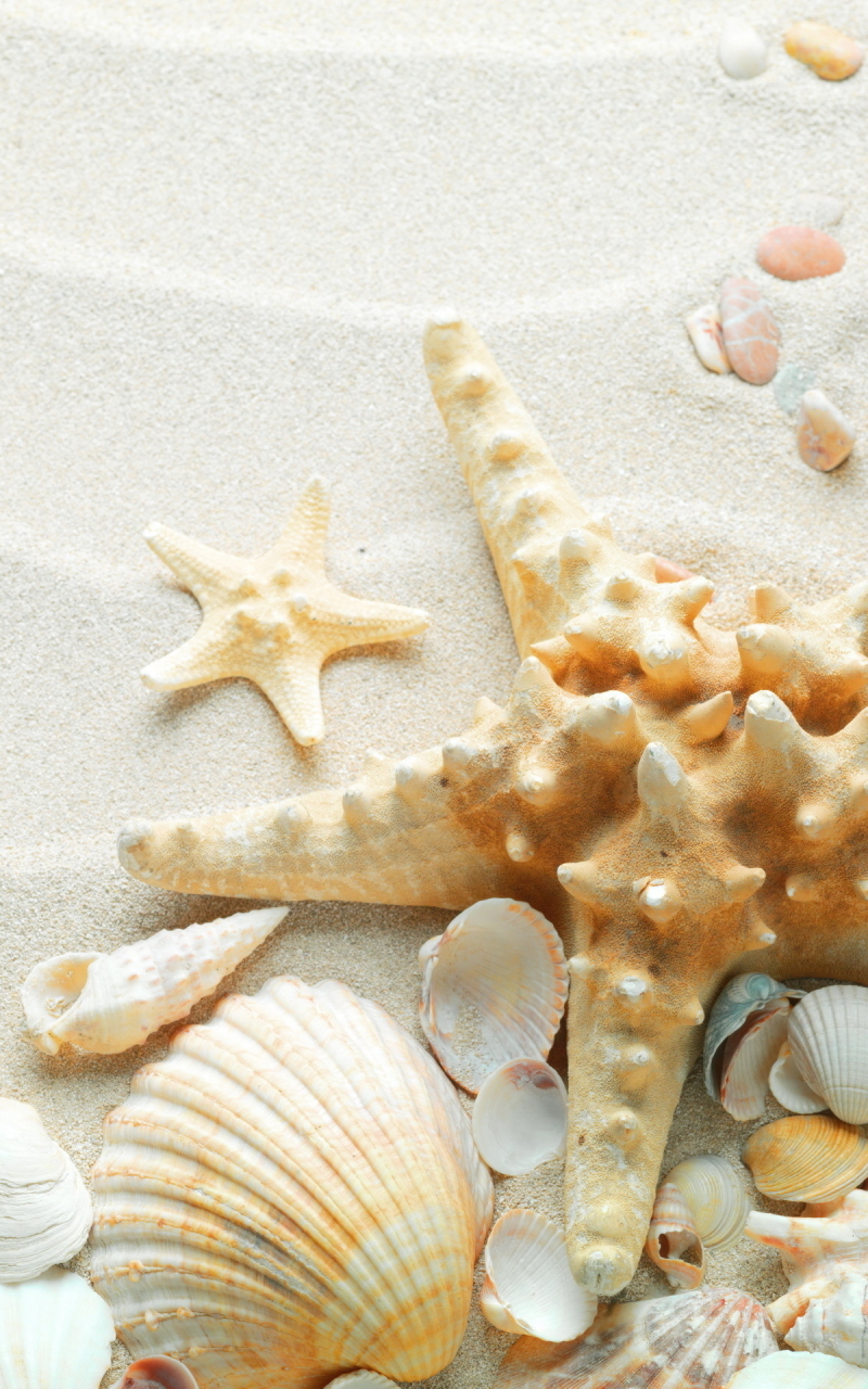 Download mobile wallpaper Starfish, Earth, Shell for free.