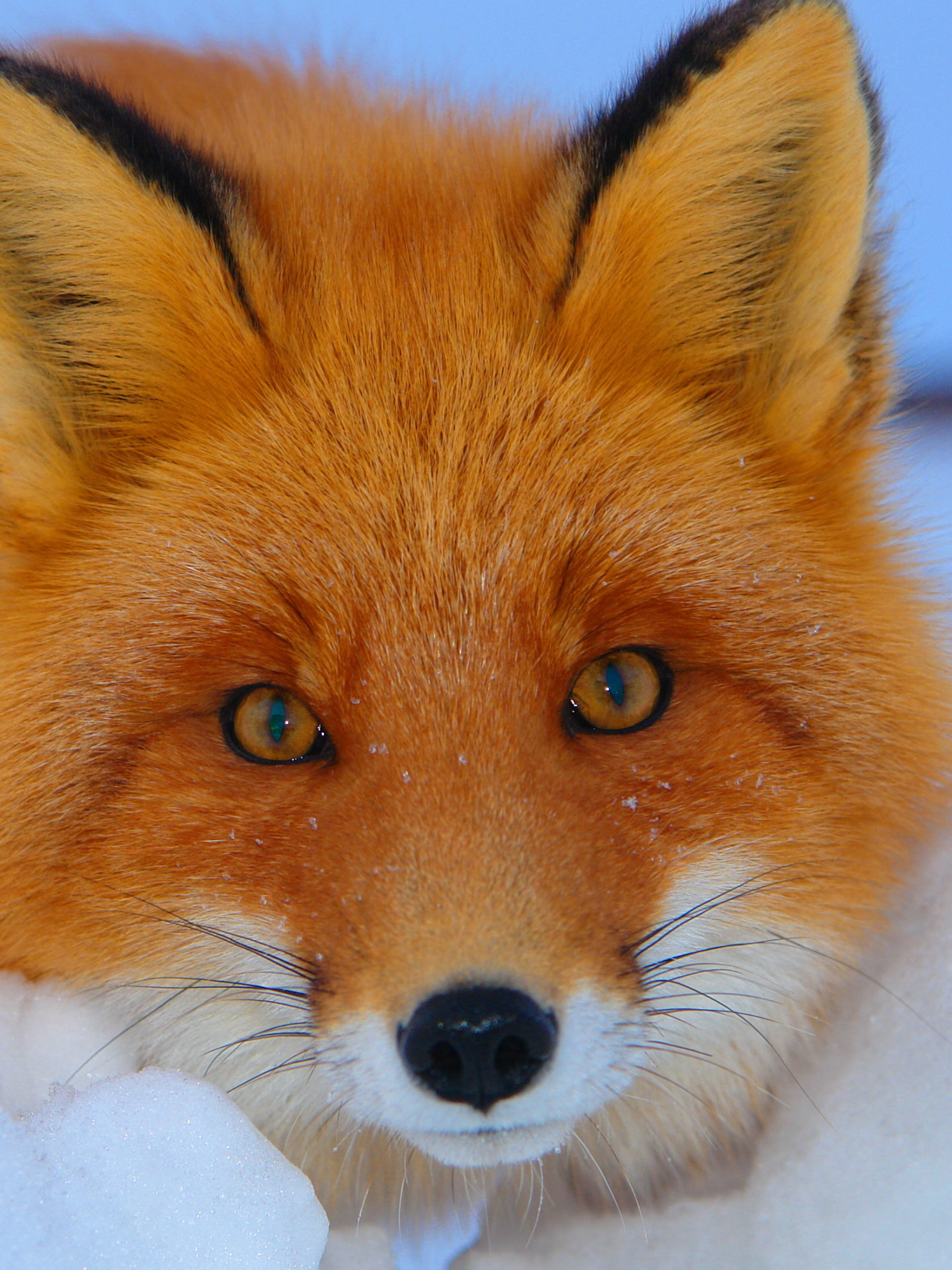 Download mobile wallpaper Winter, Snow, Fox, Animal, Cute for free.