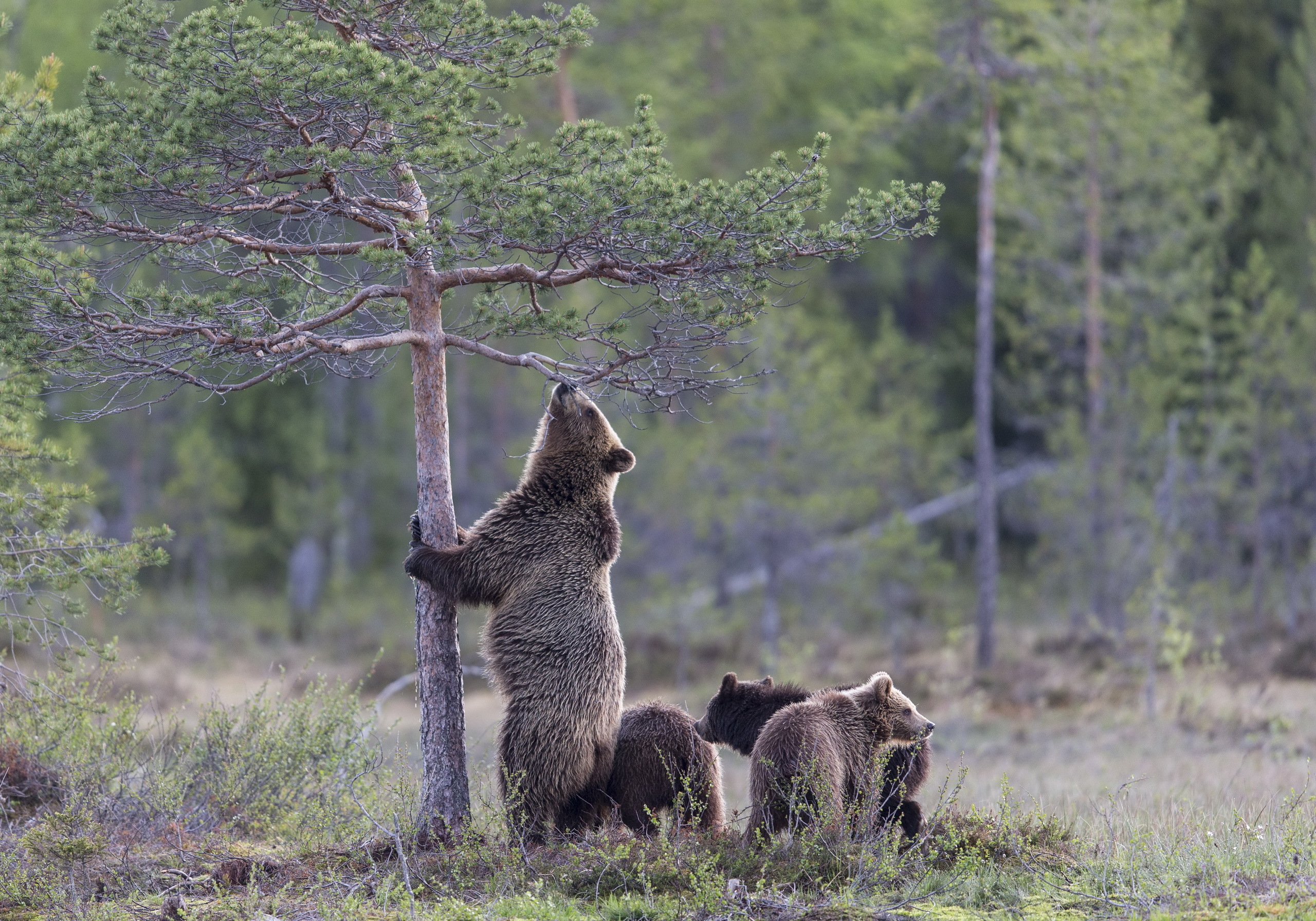 Скачать обои бесплатно Животные, Медведи, Дерево, Медведь, Детеныш, Детеныш Животного картинка на рабочий стол ПК