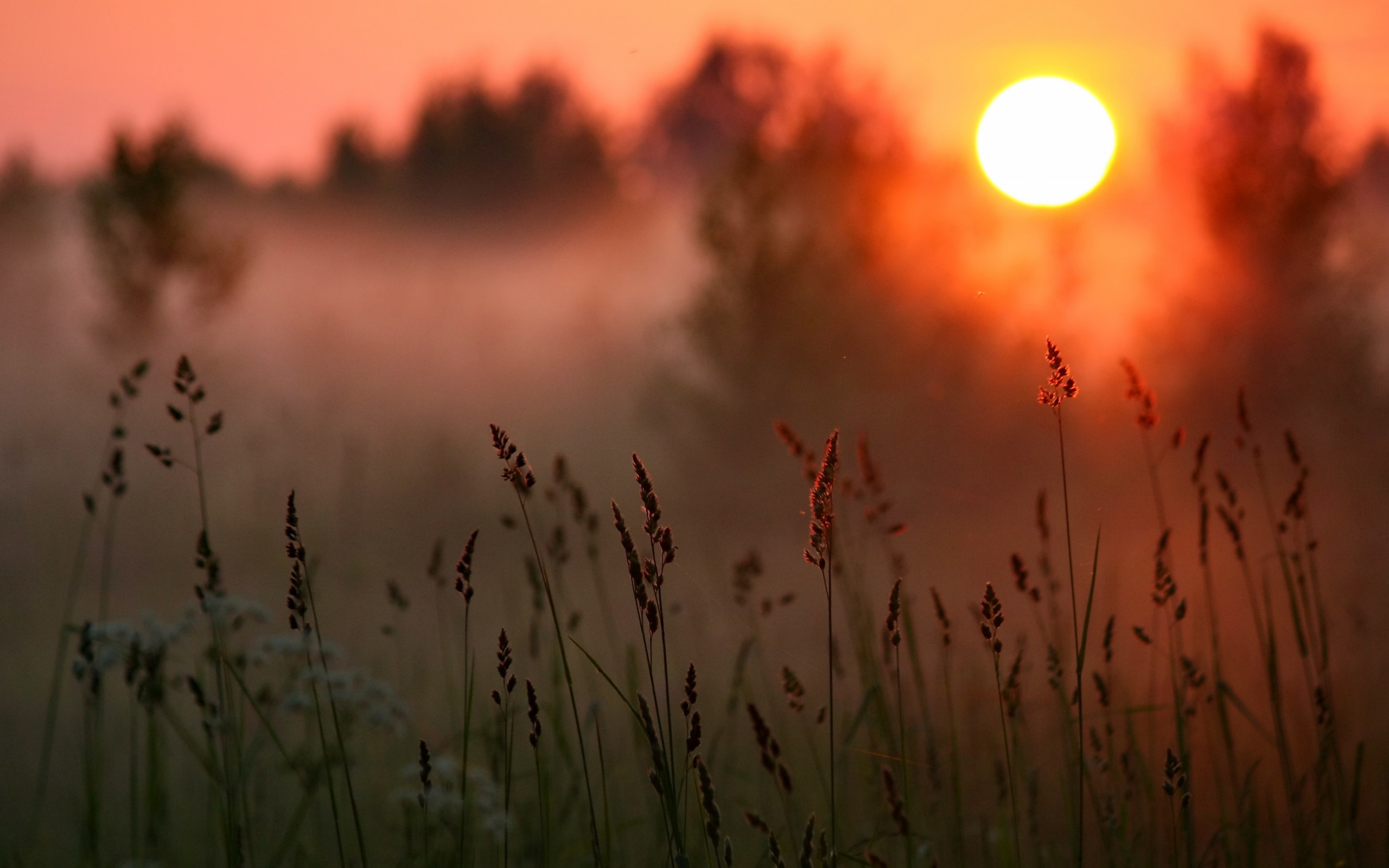 Laden Sie das Gras, Erde/natur-Bild kostenlos auf Ihren PC-Desktop herunter