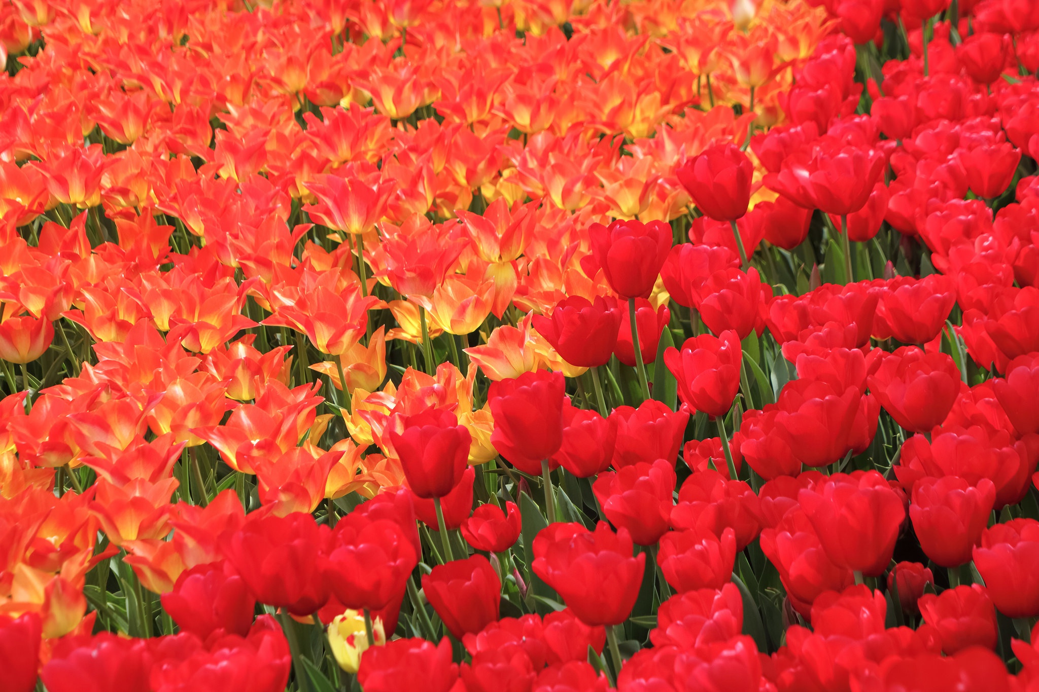 Téléchargez des papiers peints mobile Fleurs, Été, Fleur, Tulipe, Fleur Rouge, La Nature, Terre/nature gratuitement.
