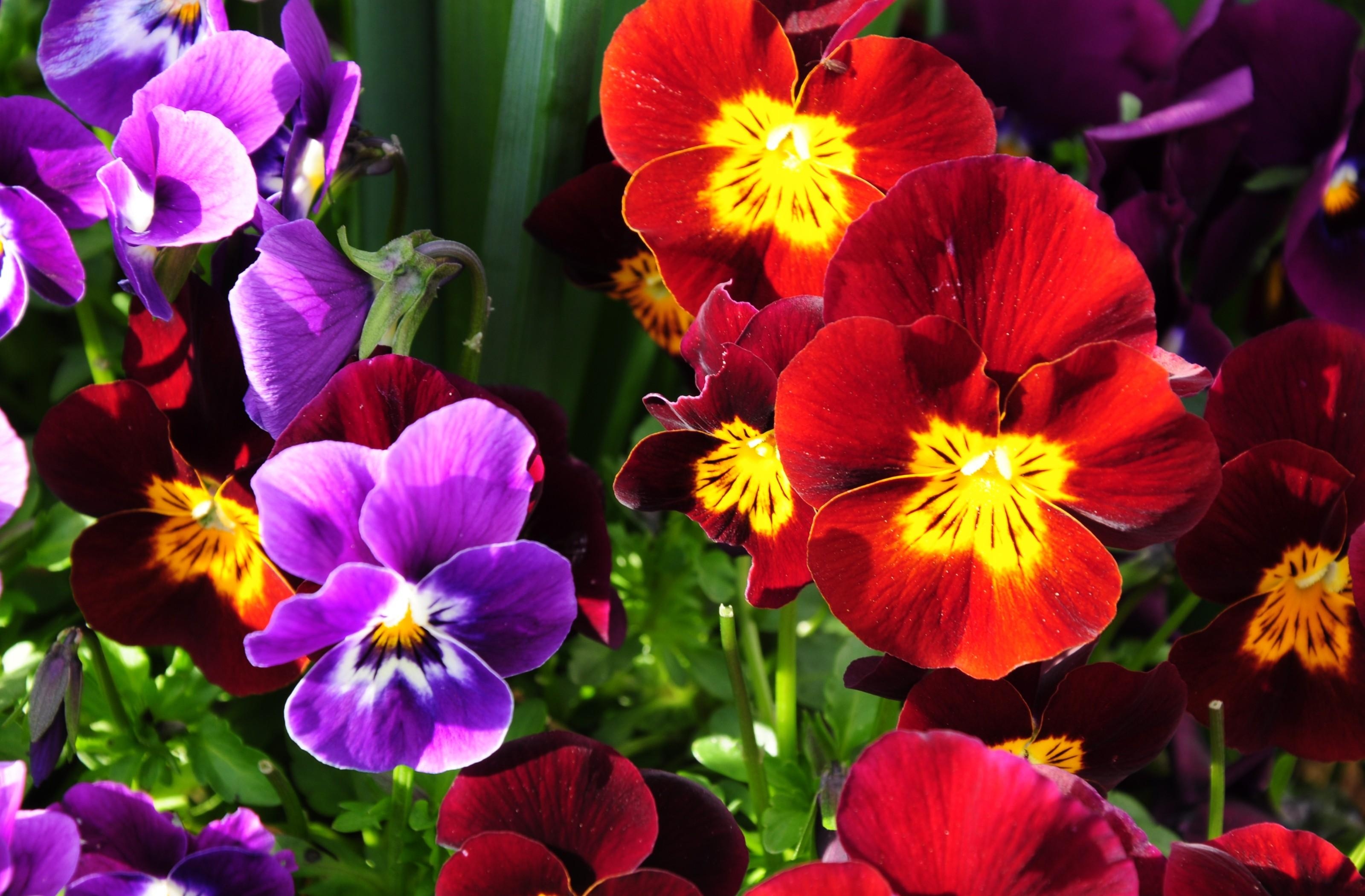 flowers, pansies, bright, flower bed, flowerbed, colorful, sunny
