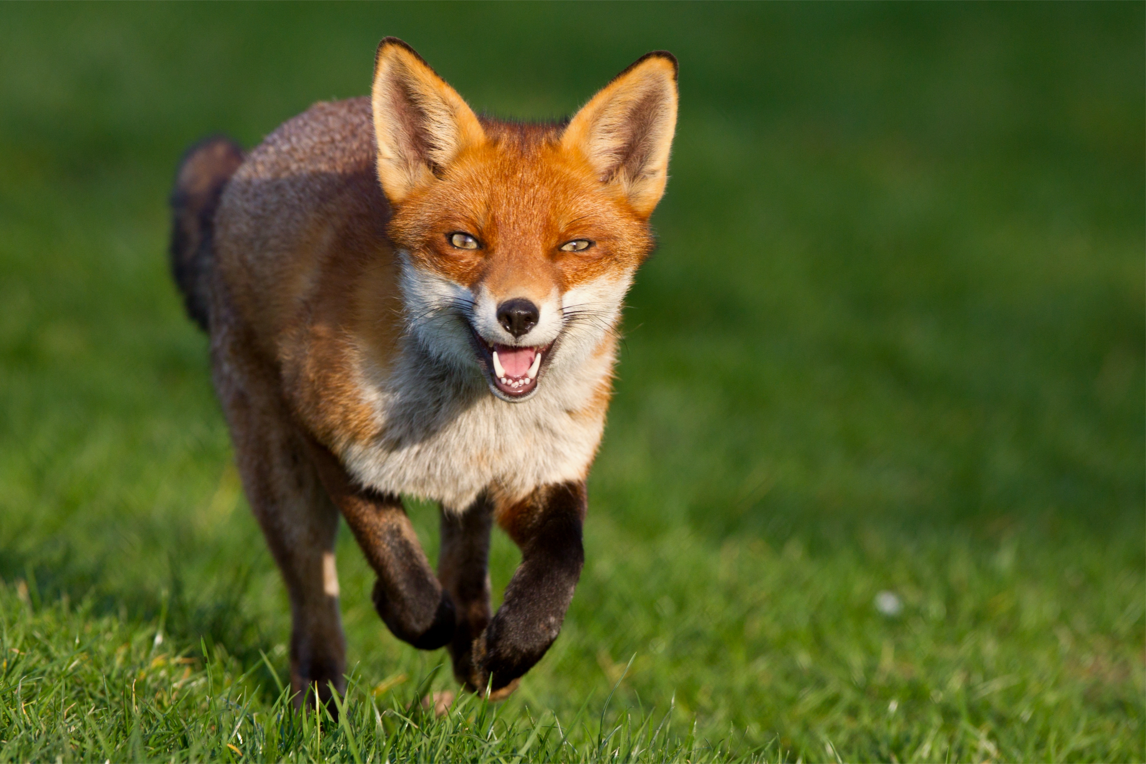 Download mobile wallpaper Stroll, Grass, Animals, Run Away, Run, Fox for free.