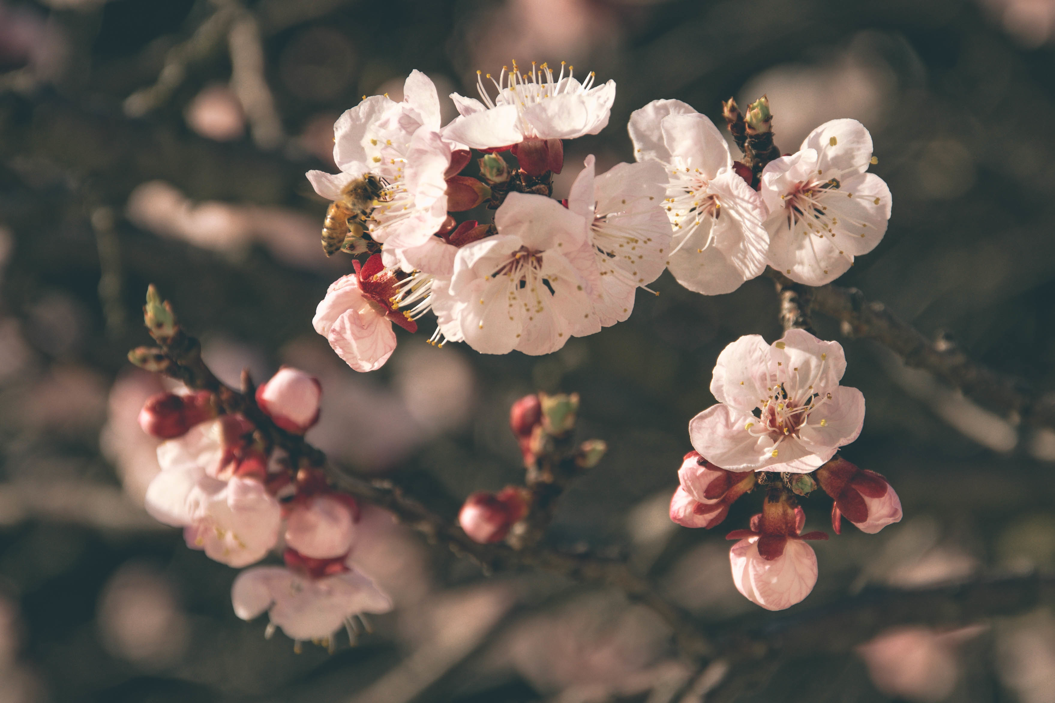 Free download wallpaper Flowers, Macro, Bloom, Flowering, Bee, Pollination, Spring on your PC desktop