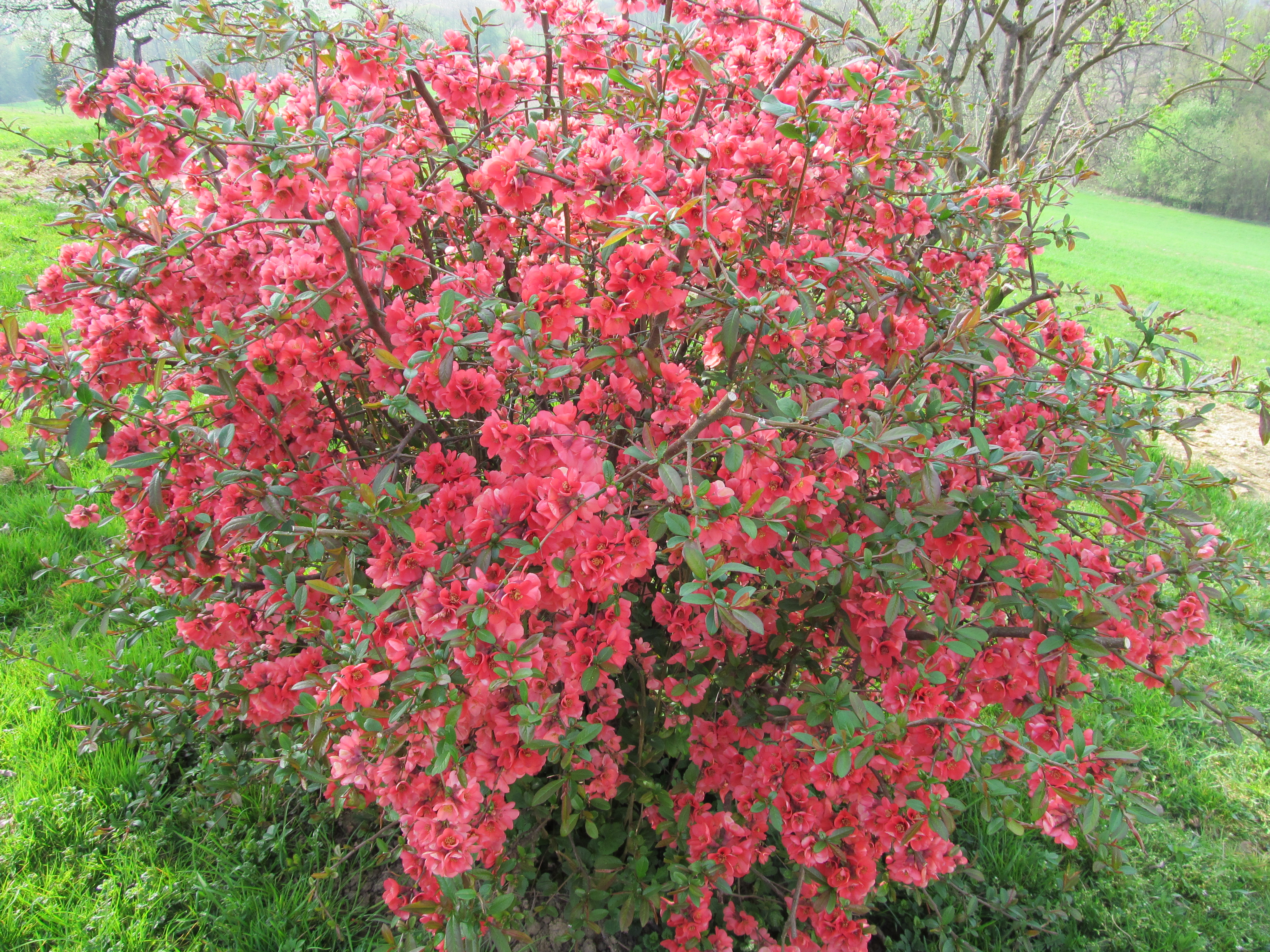 Baixe gratuitamente a imagem Flores, Flor, Terra/natureza na área de trabalho do seu PC