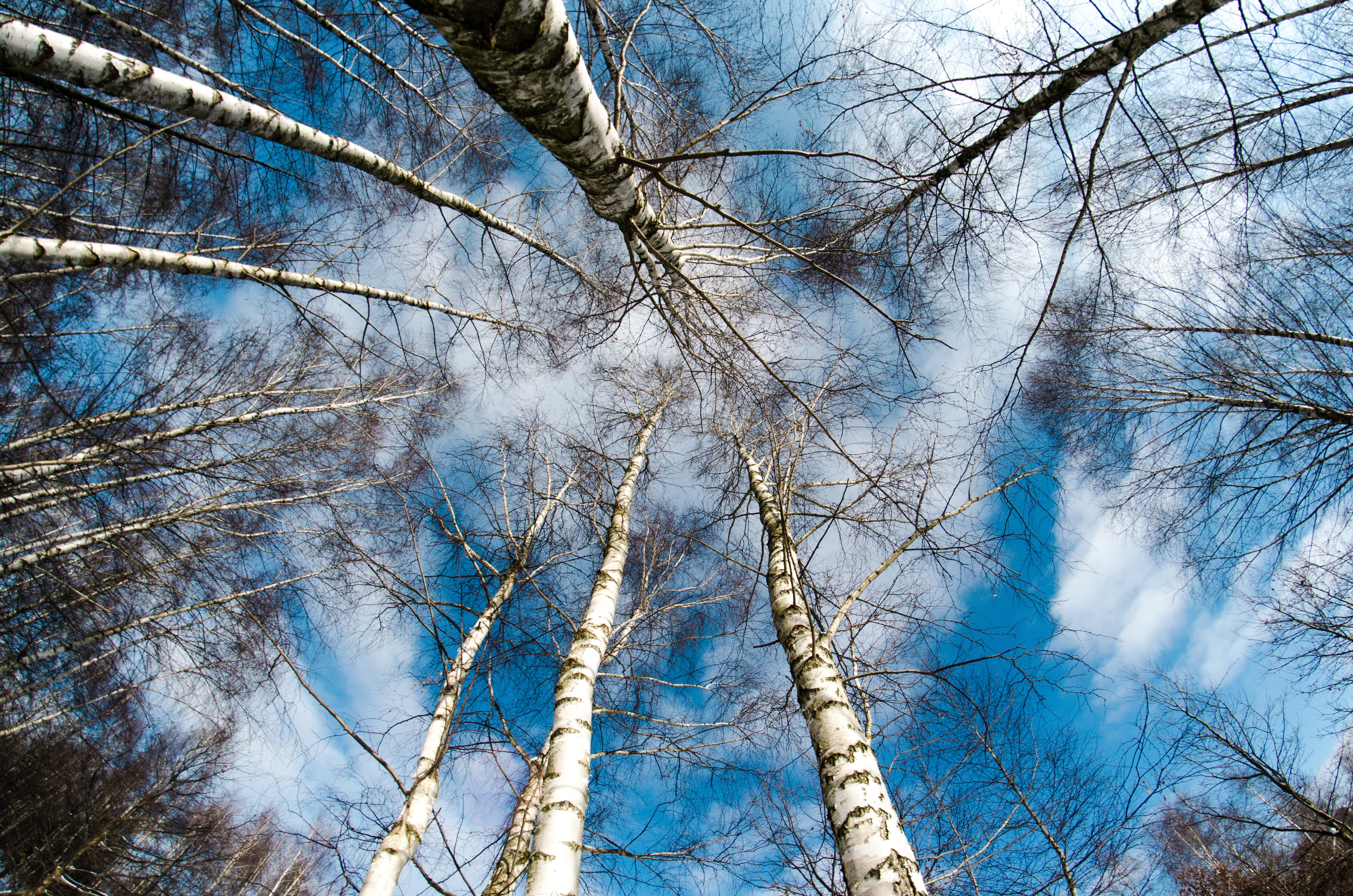 tops, nature, trees, sky, vertex Smartphone Background
