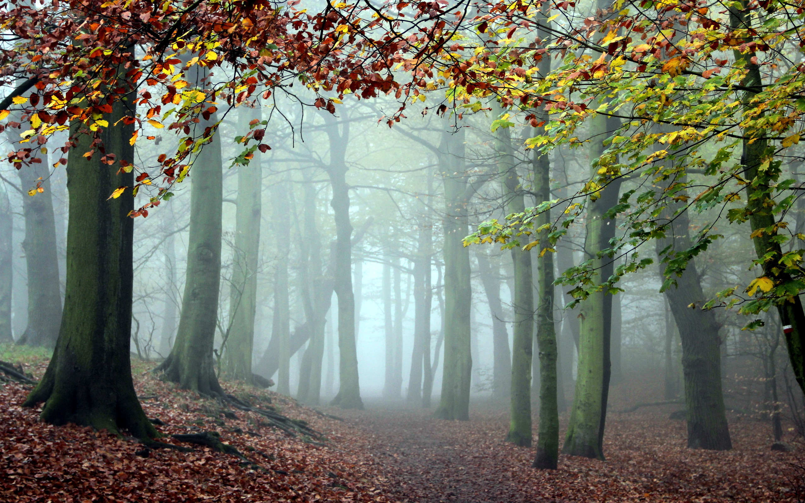 Download mobile wallpaper Landscape, Forest, Tree, Fog, Fall, Earth for free.