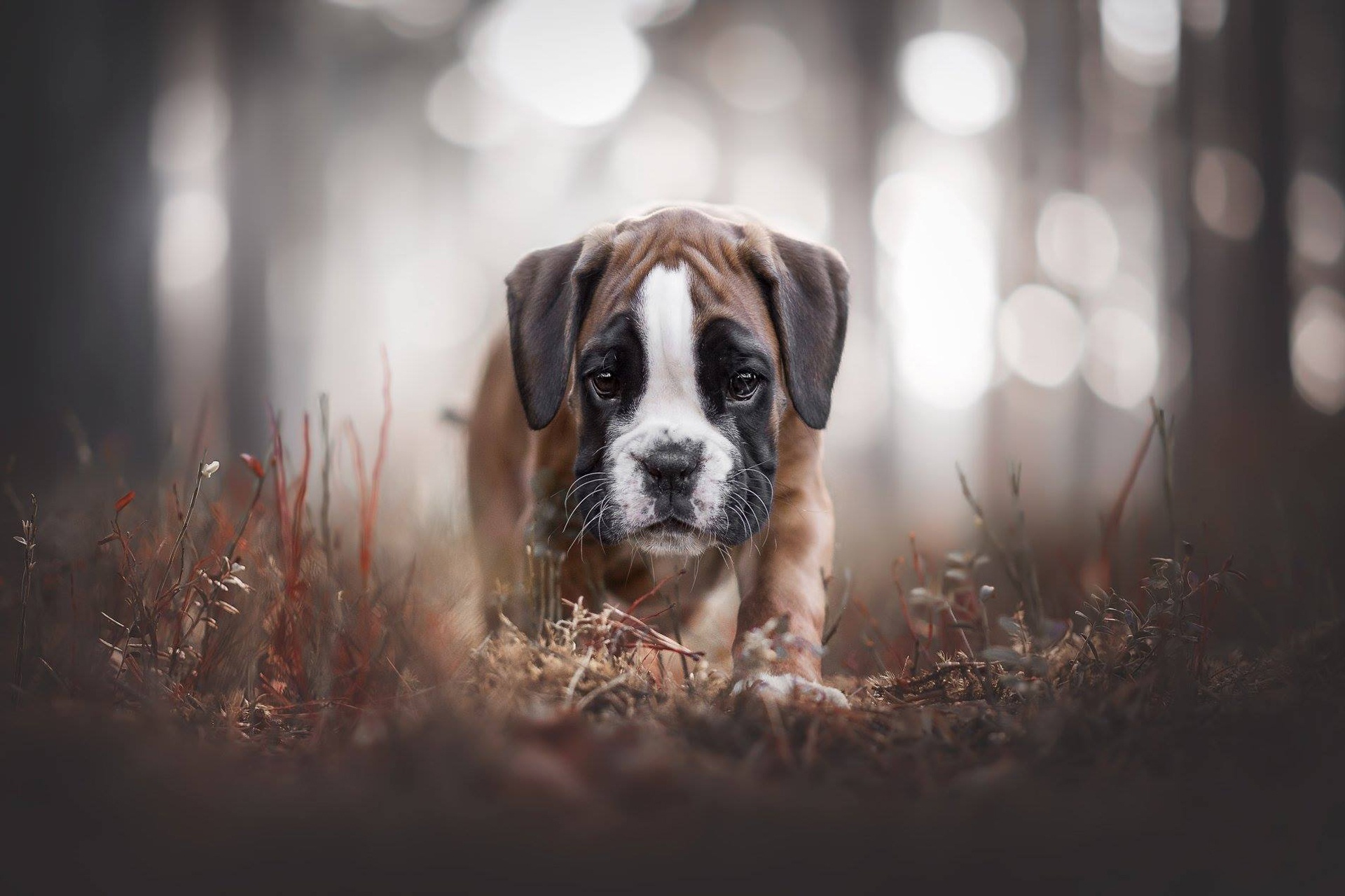 Download mobile wallpaper Dogs, Animal, Puppy, Boxer, Baby Animal for free.