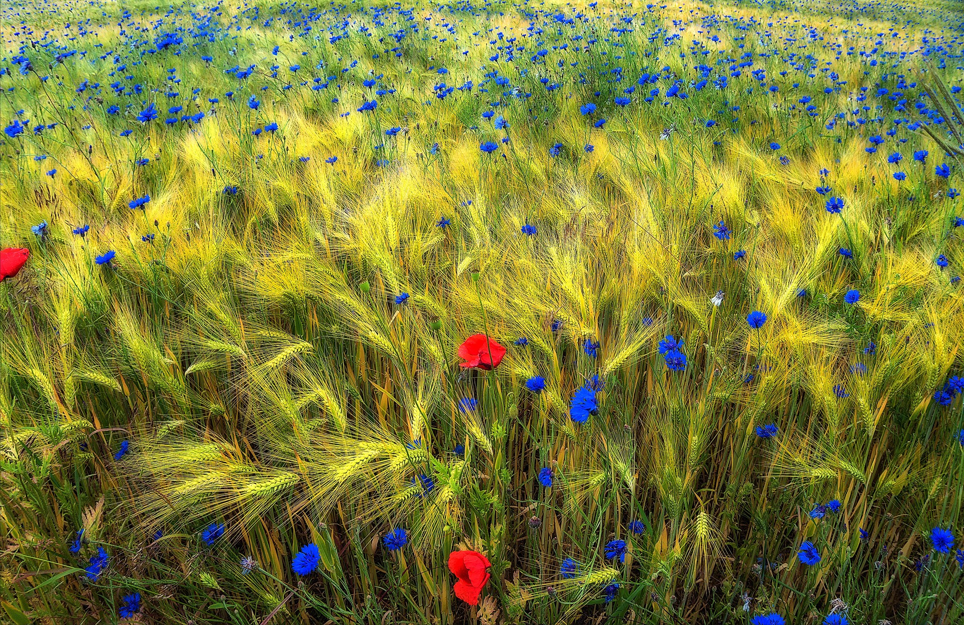 Download mobile wallpaper Grass, Wheat, Flower, Earth, Field, Poppy, Red Flower, Blue Flower for free.