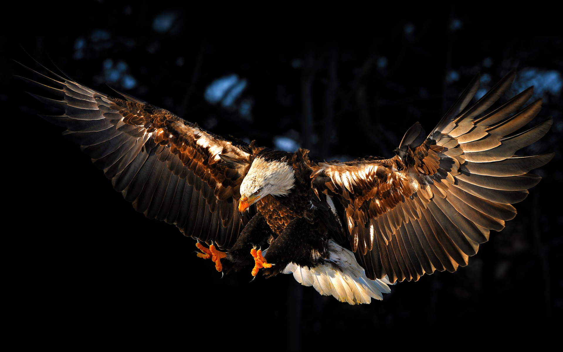 1477438 descargar imagen águila calva, animales, pájaro: fondos de pantalla y protectores de pantalla gratis