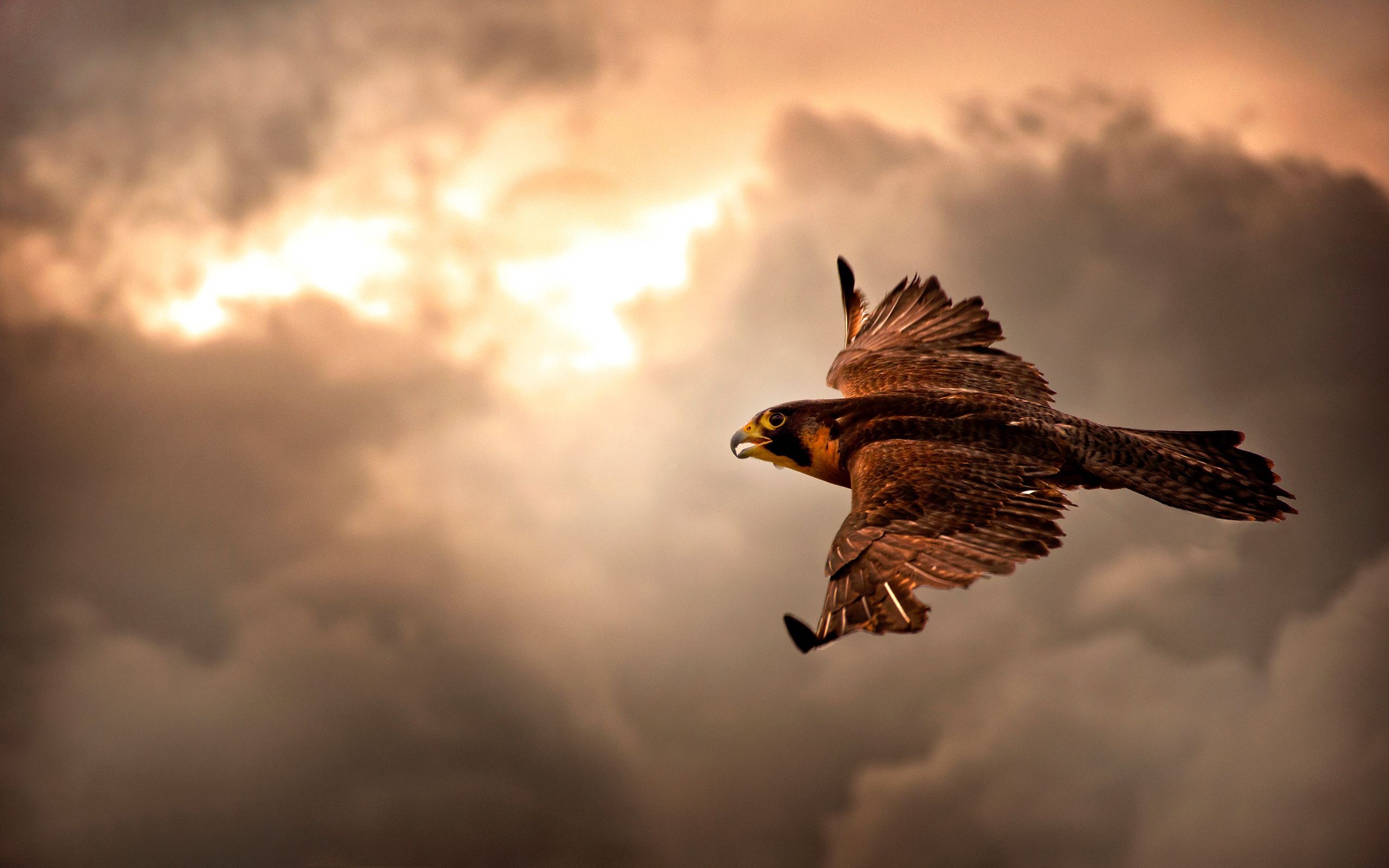 hawk, animals, sky, clouds, bird, mainly cloudy, overcast Aesthetic wallpaper