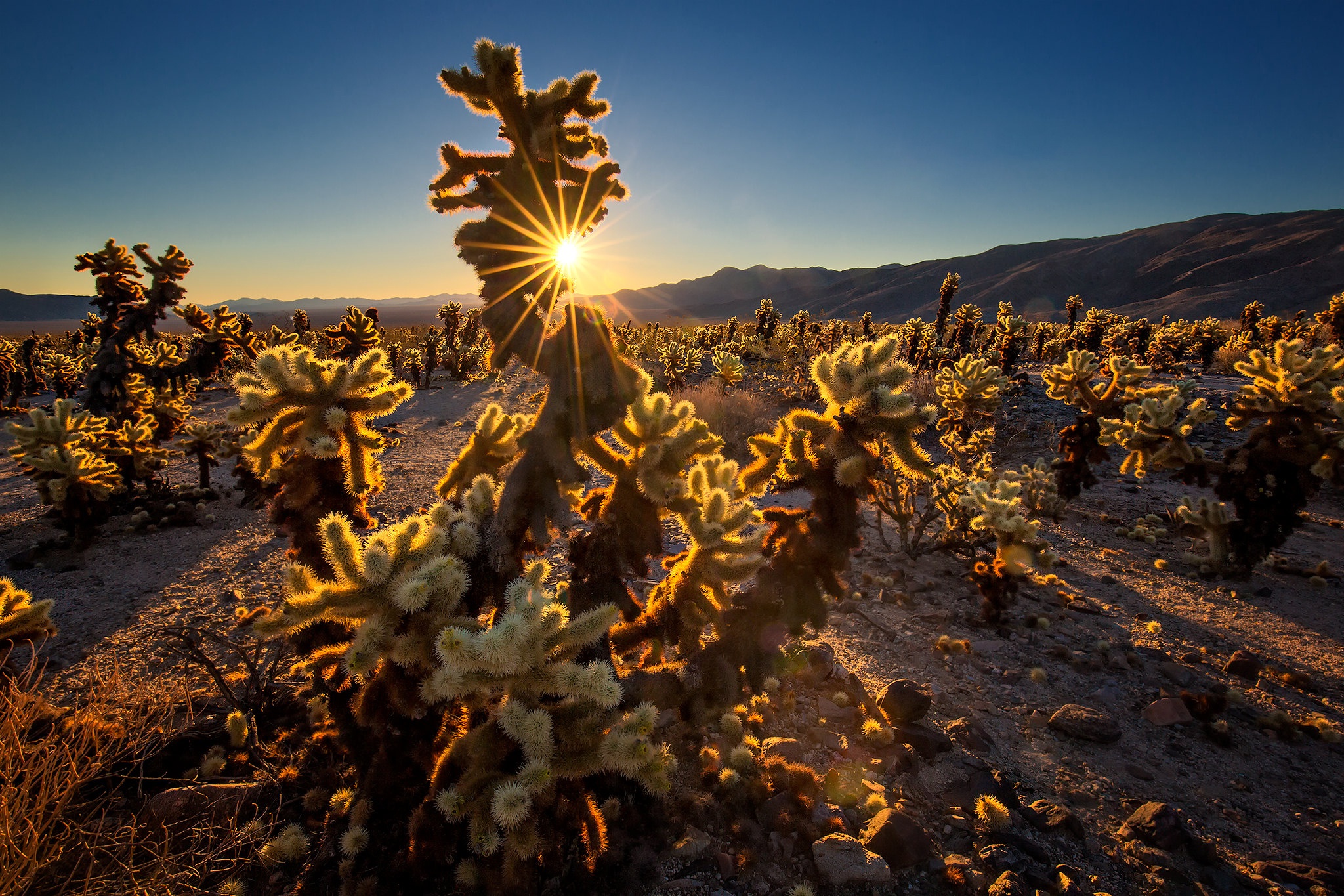 Free download wallpaper Sunset, Earth, Cactus, California on your PC desktop