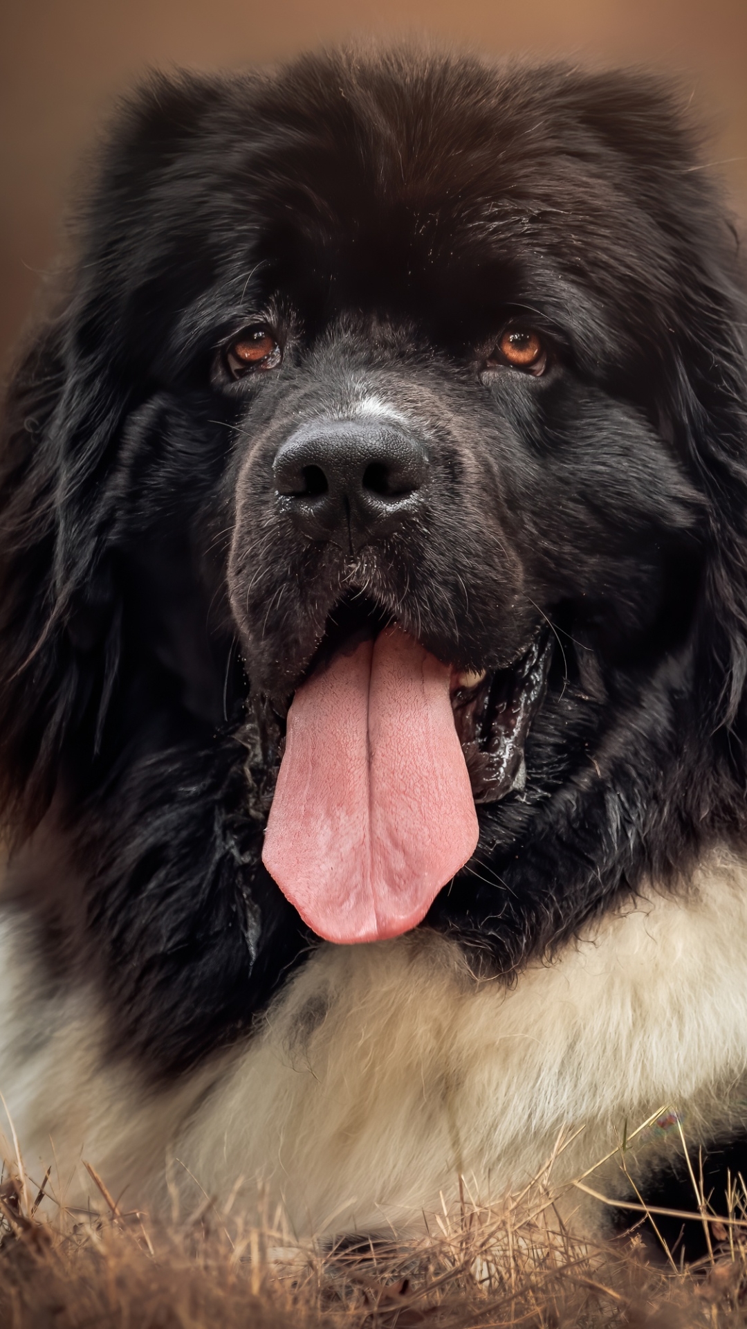 Download mobile wallpaper Dogs, Dog, Muzzle, Animal, Newfoundland for free.