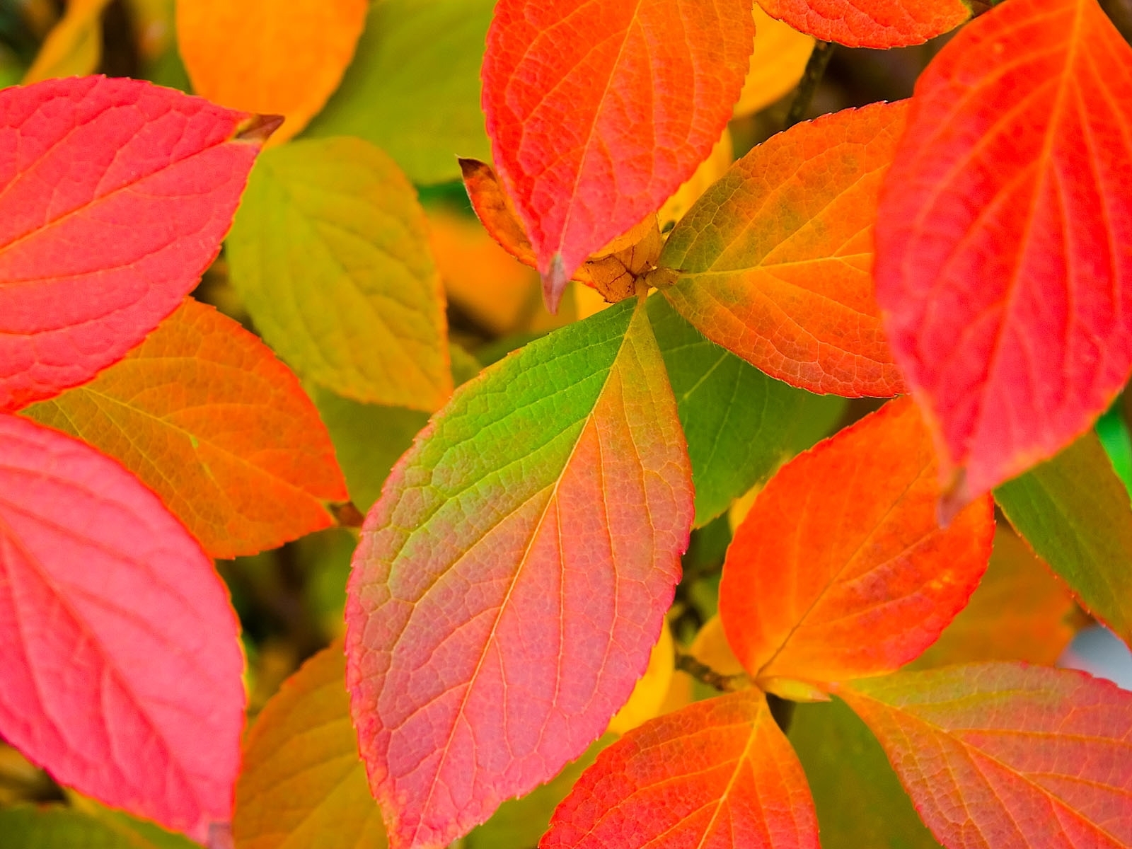 Free download wallpaper Plants, Background, Leaves, Autumn on your PC desktop