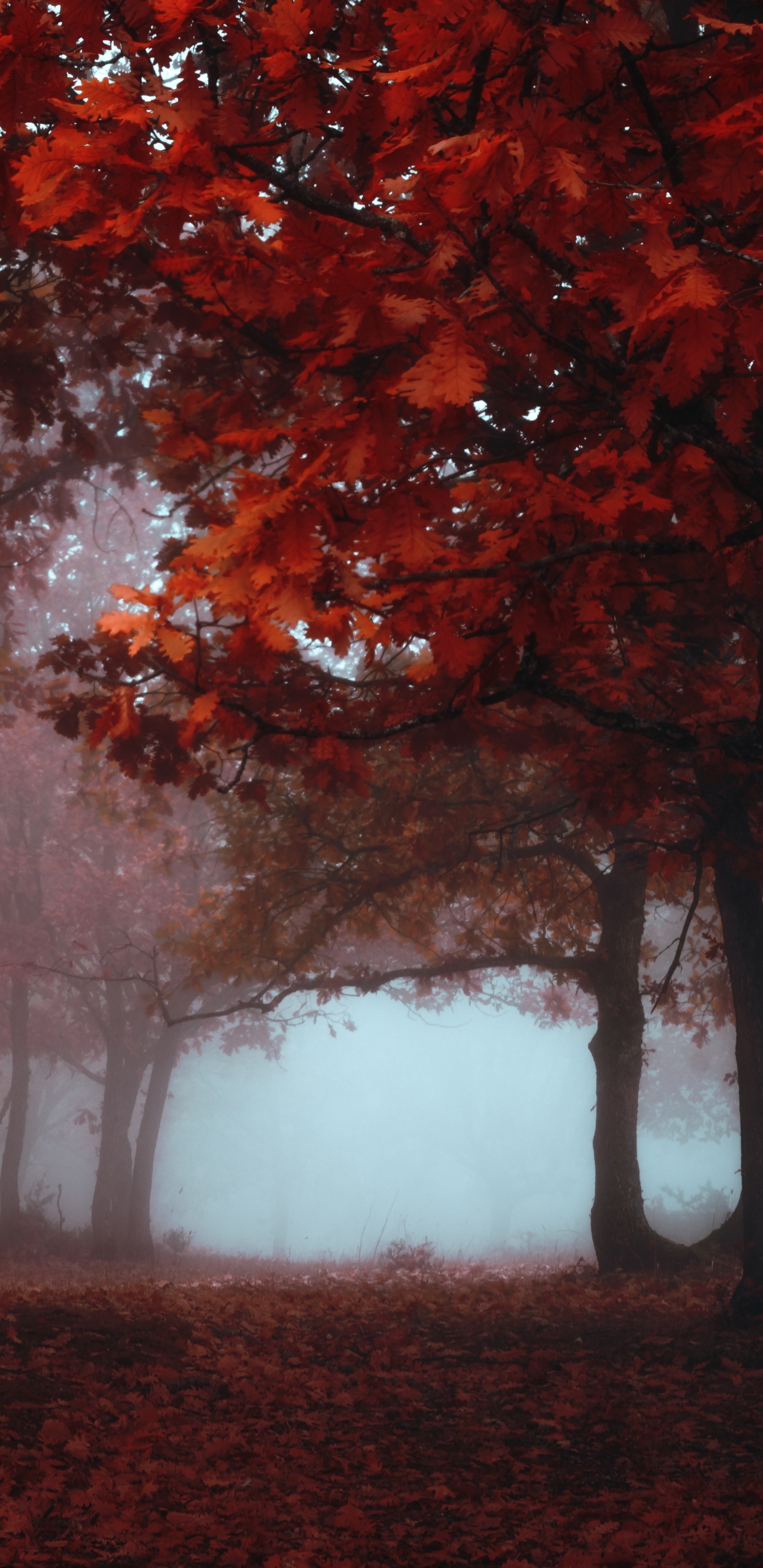 Download mobile wallpaper Nature, Forest, Tree, Fog, Fall, Earth for free.