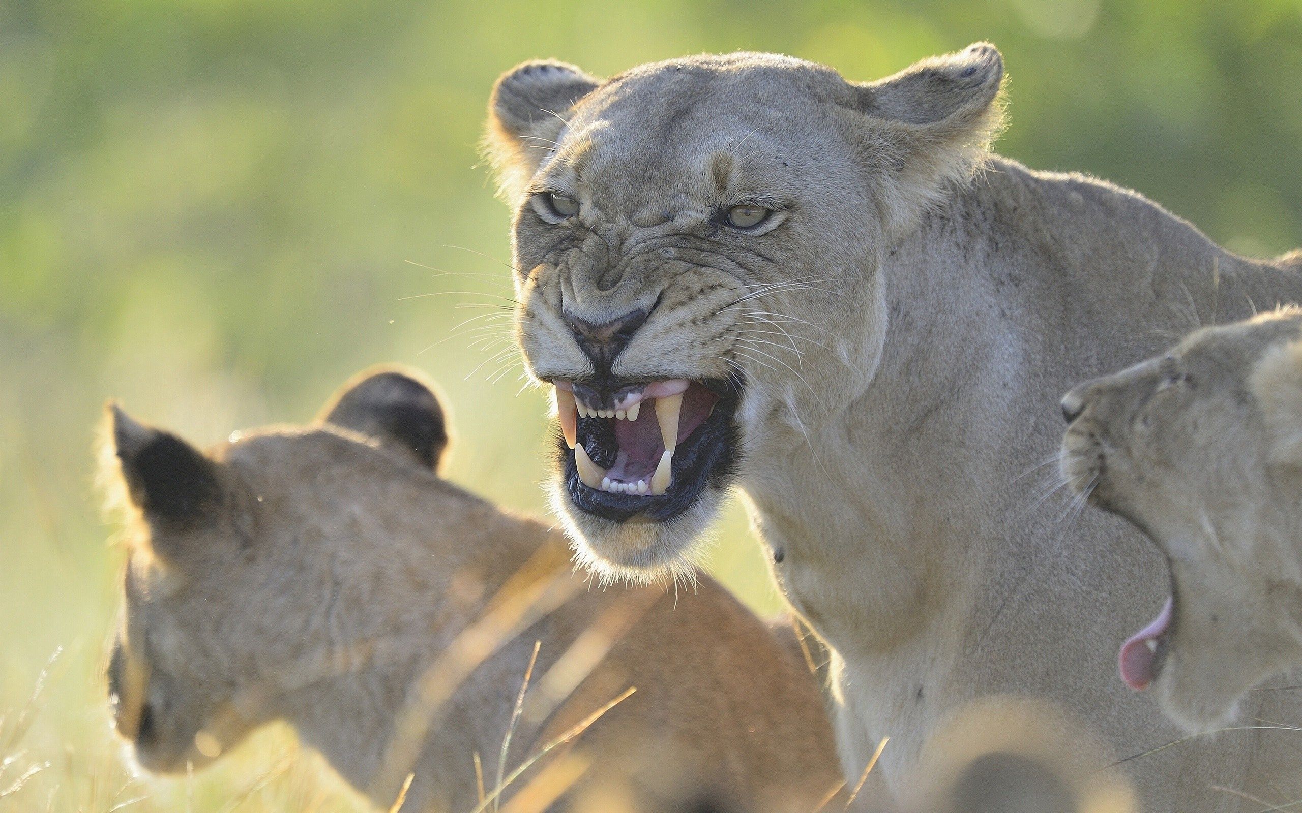 Free download wallpaper Grin, Anger, Animals, Aggression, Predator, Lioness, Lion on your PC desktop