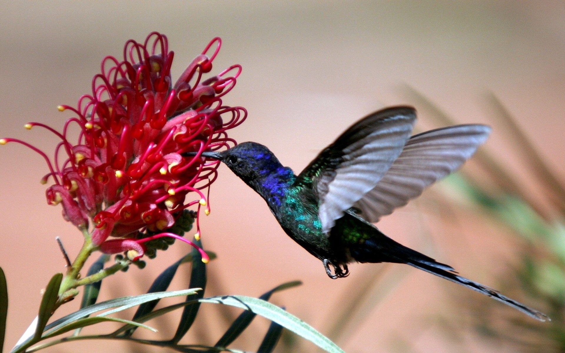 PCデスクトップに動物, ハミング鳥, フライト, 青い, 逃走, 鳥, 花画像を無料でダウンロード