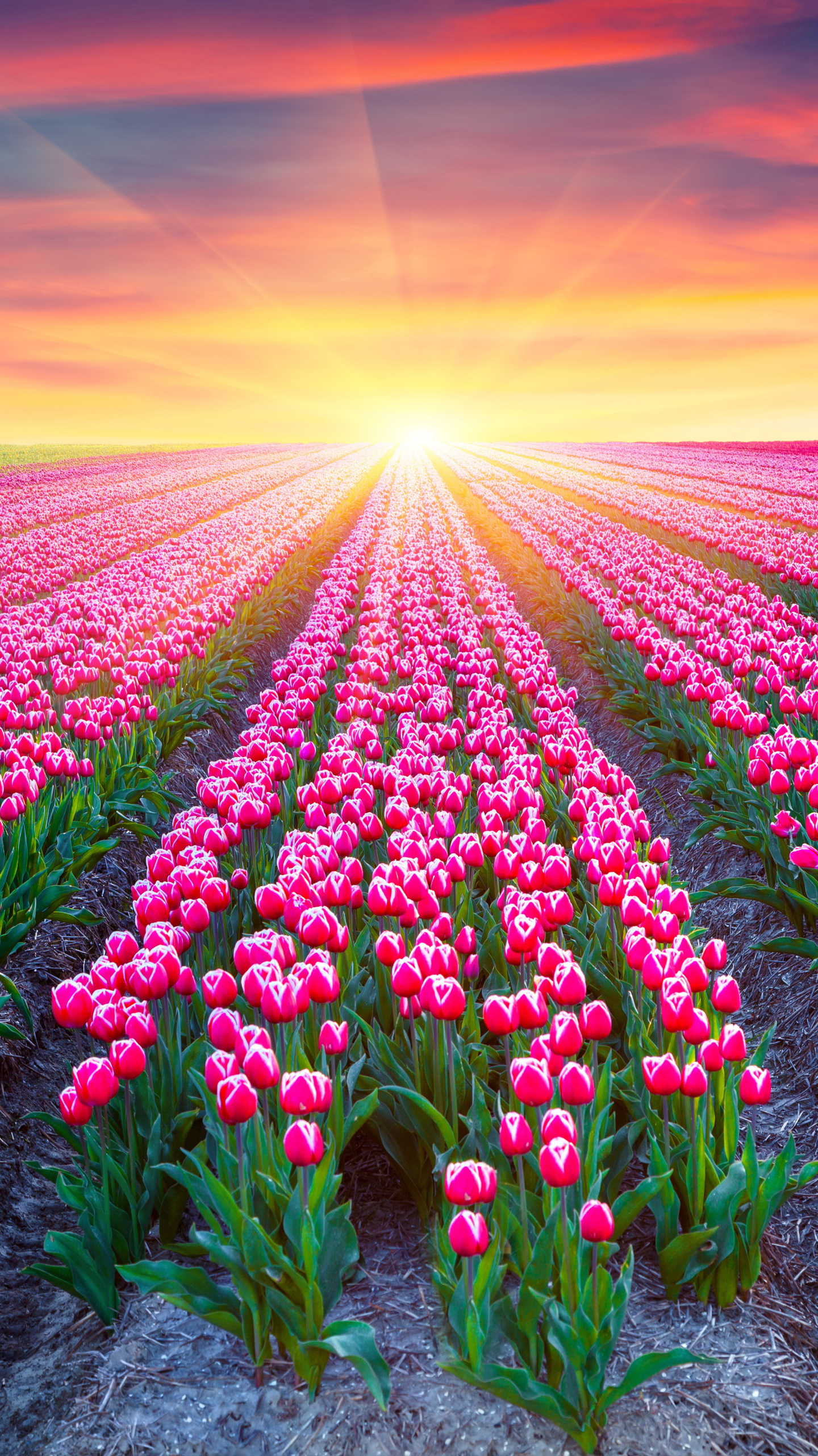 Download mobile wallpaper Flowers, Sunset, Earth, Field, Tulip, Pink Flower, Sunshine for free.