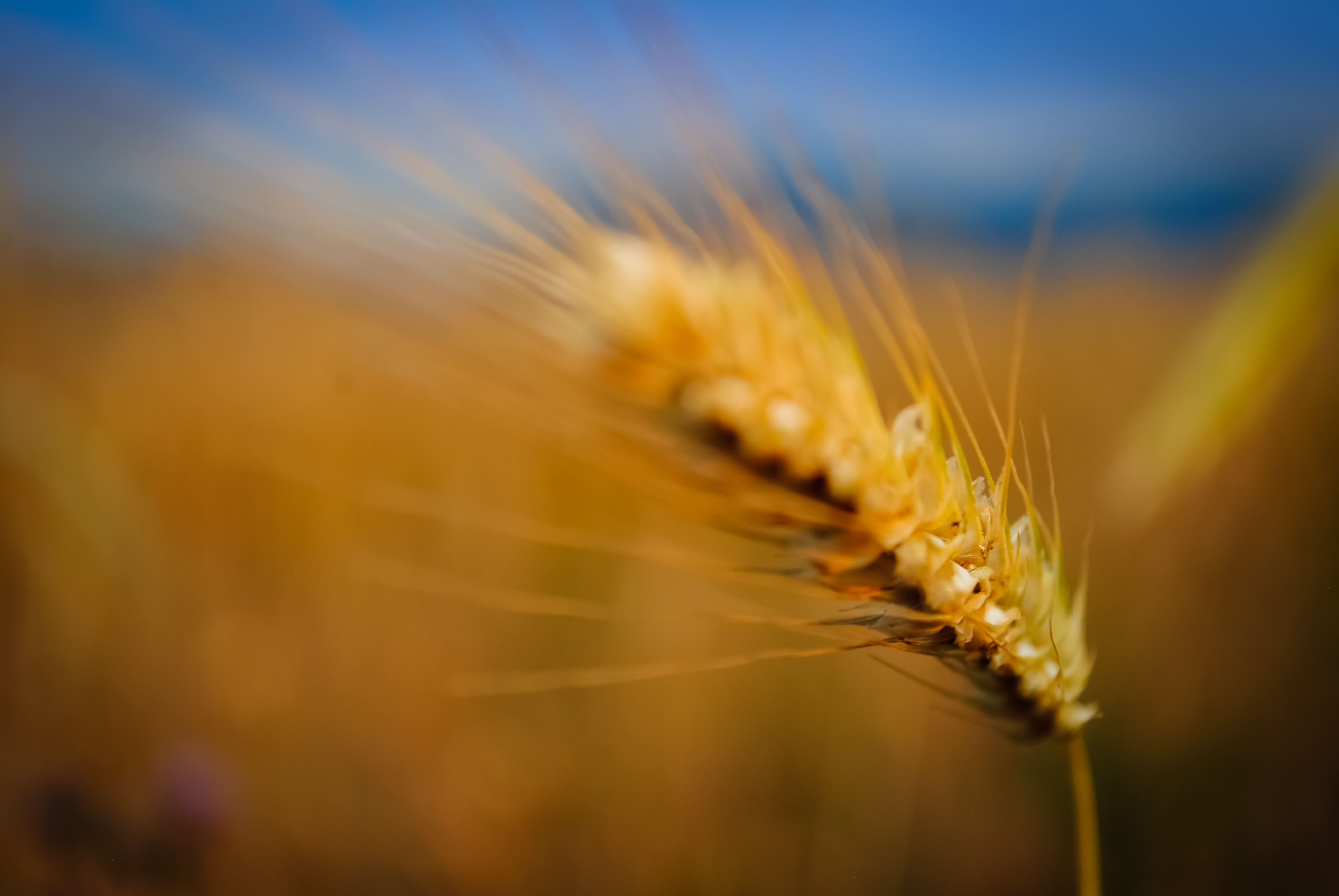 Free download wallpaper Wheat, Earth on your PC desktop