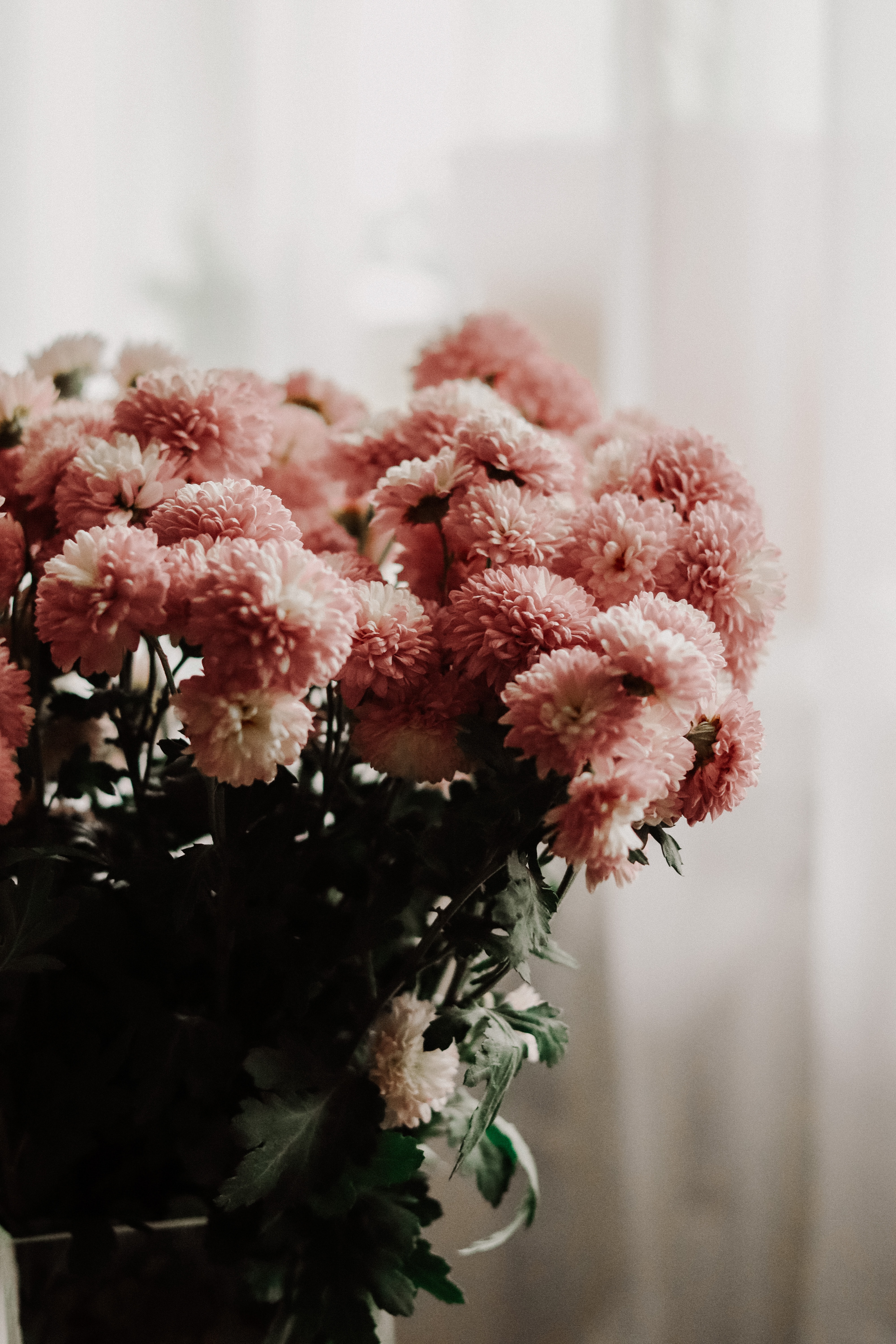Téléchargez des papiers peints mobile Fleurs, Chrysanthème, Chambre, Vase, Bouquet gratuitement.