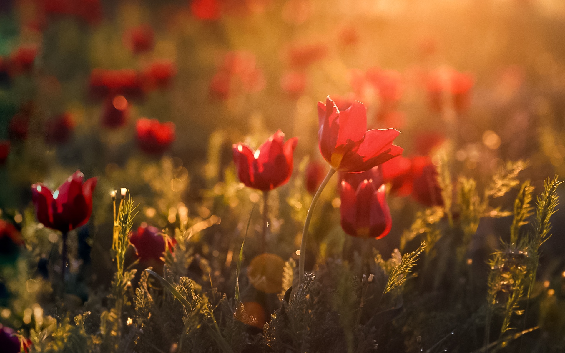 Free download wallpaper Flowers, Flower, Earth, Red Flower on your PC desktop