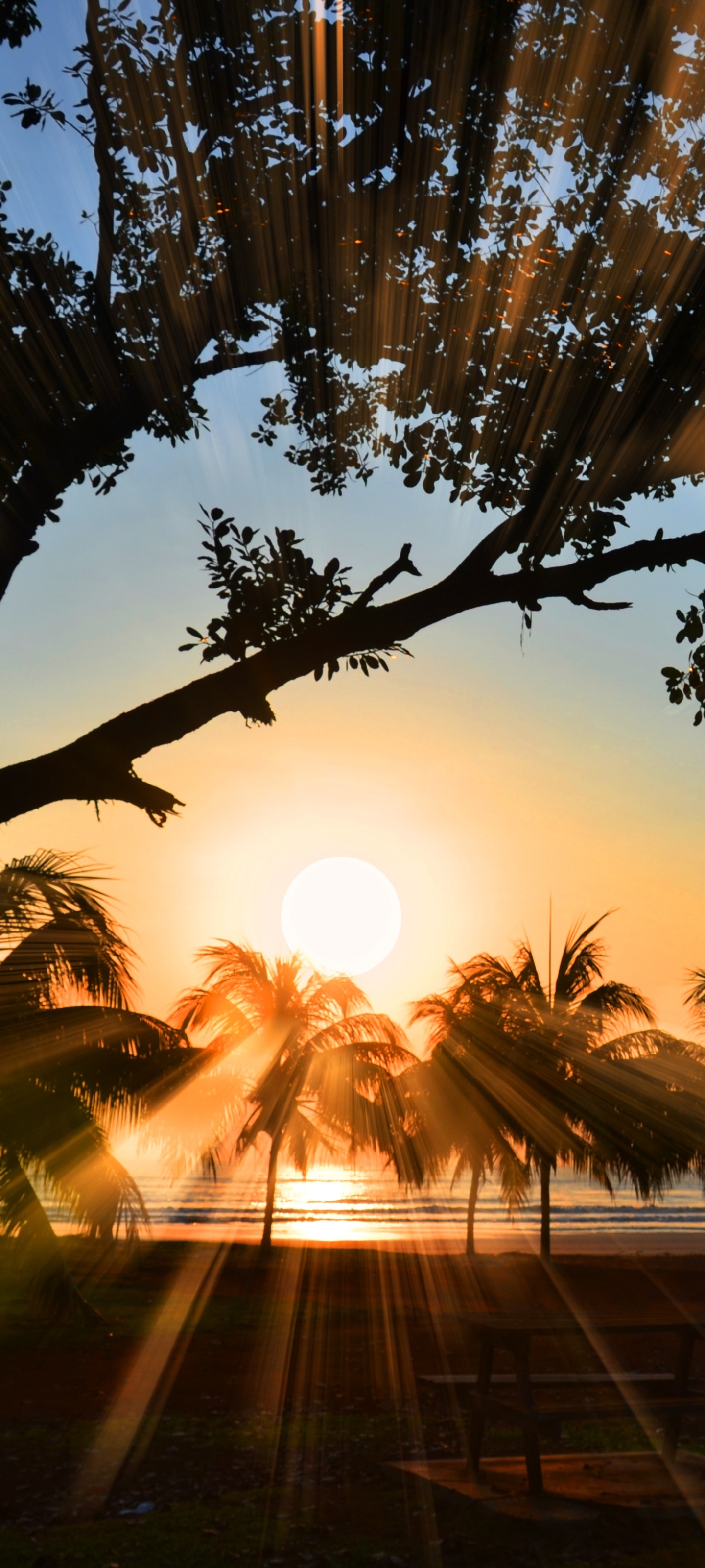 Download mobile wallpaper Nature, Sun, Beach, Photography, Sunbeam, Palm Tree, Sunbean for free.