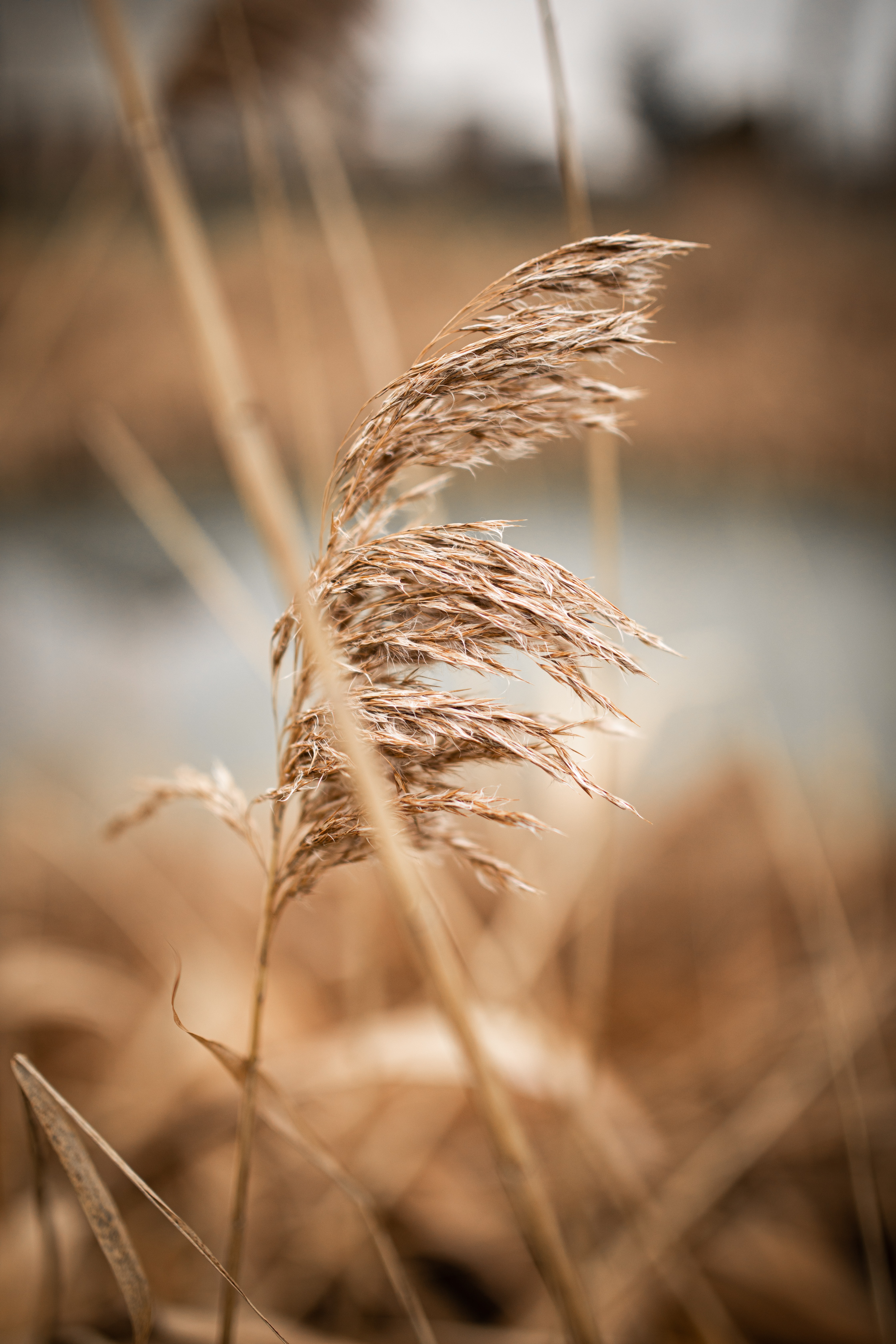 reed, cane, plant, macro, brown