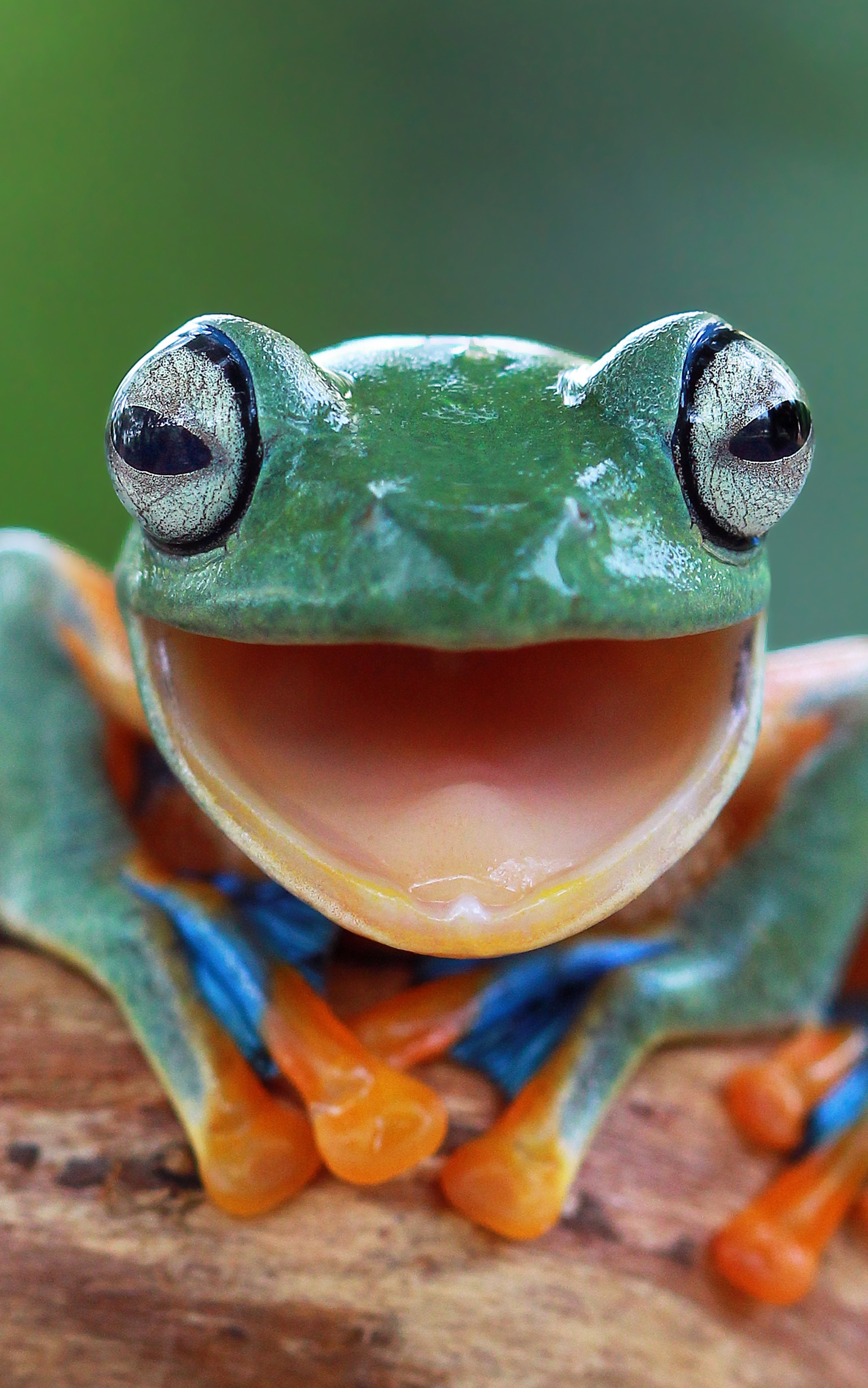 Free download wallpaper Frogs, Close Up, Animal, Frog, Amphibian on your PC desktop