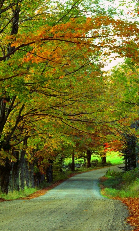 Download mobile wallpaper Road, Forest, Tree, Fall, Man Made for free.