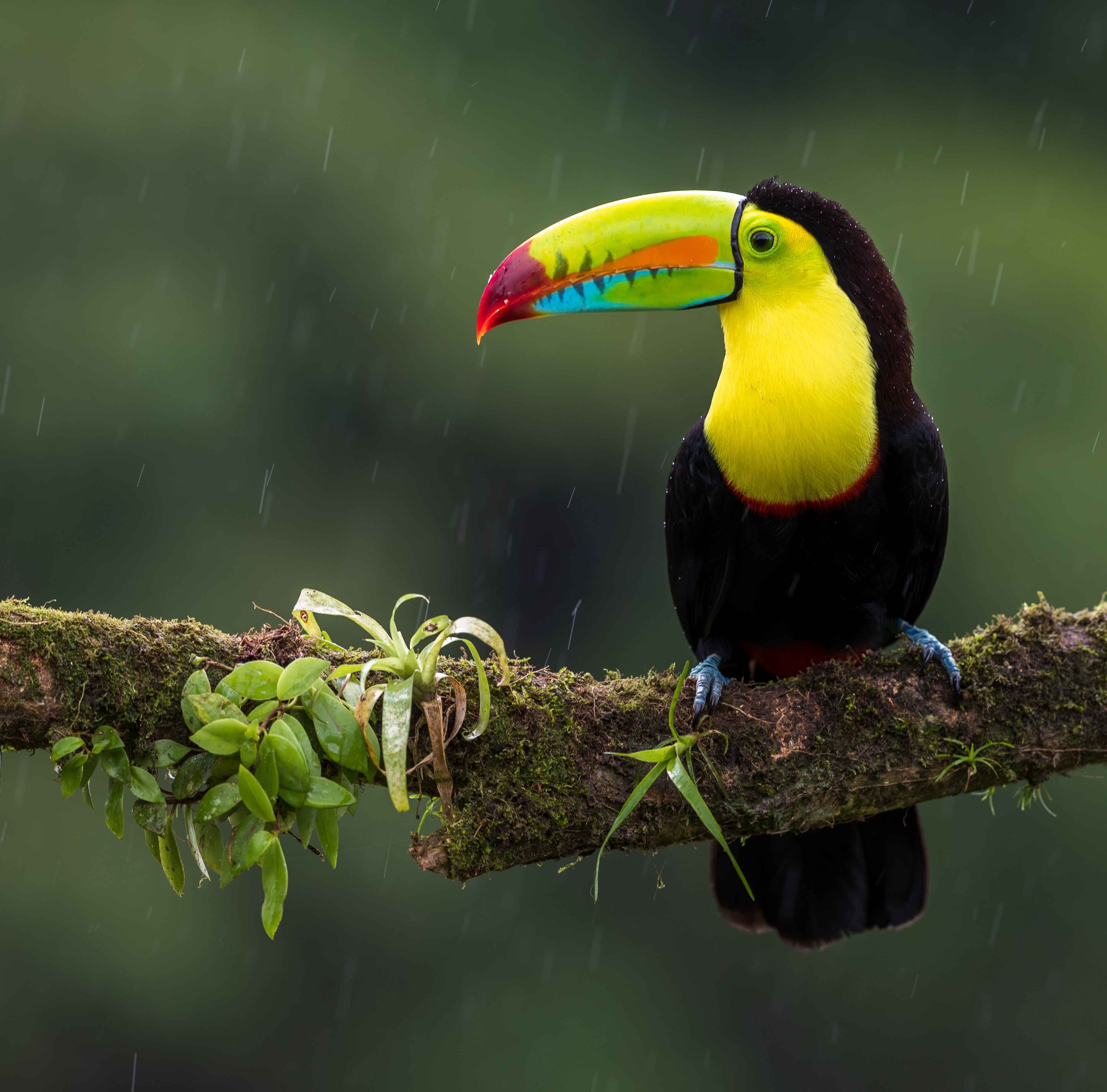 toucan, animals, bird, multicolored, motley, branch, exotic