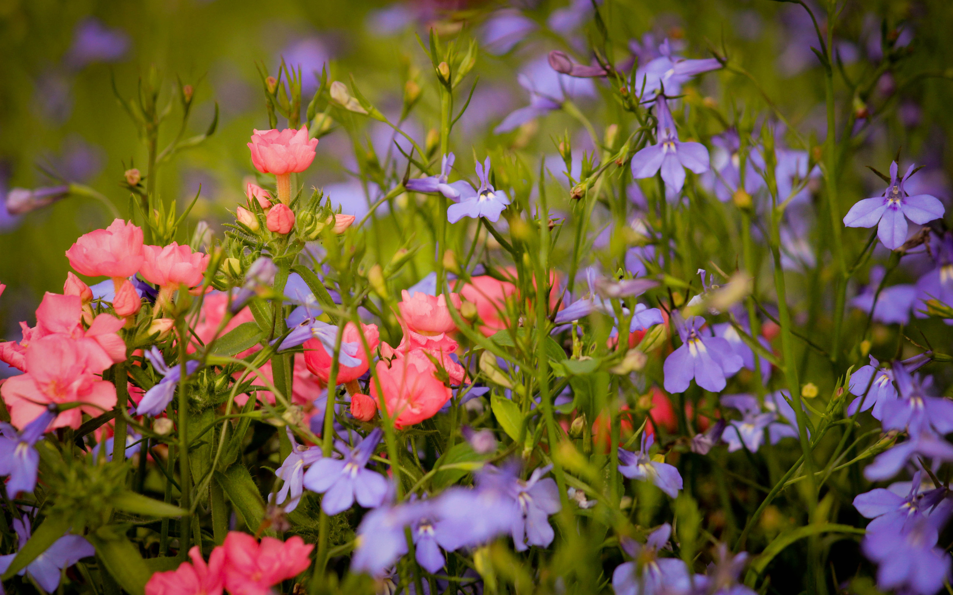 Téléchargez gratuitement l'image Fleurs, Fleur, Terre/nature sur le bureau de votre PC