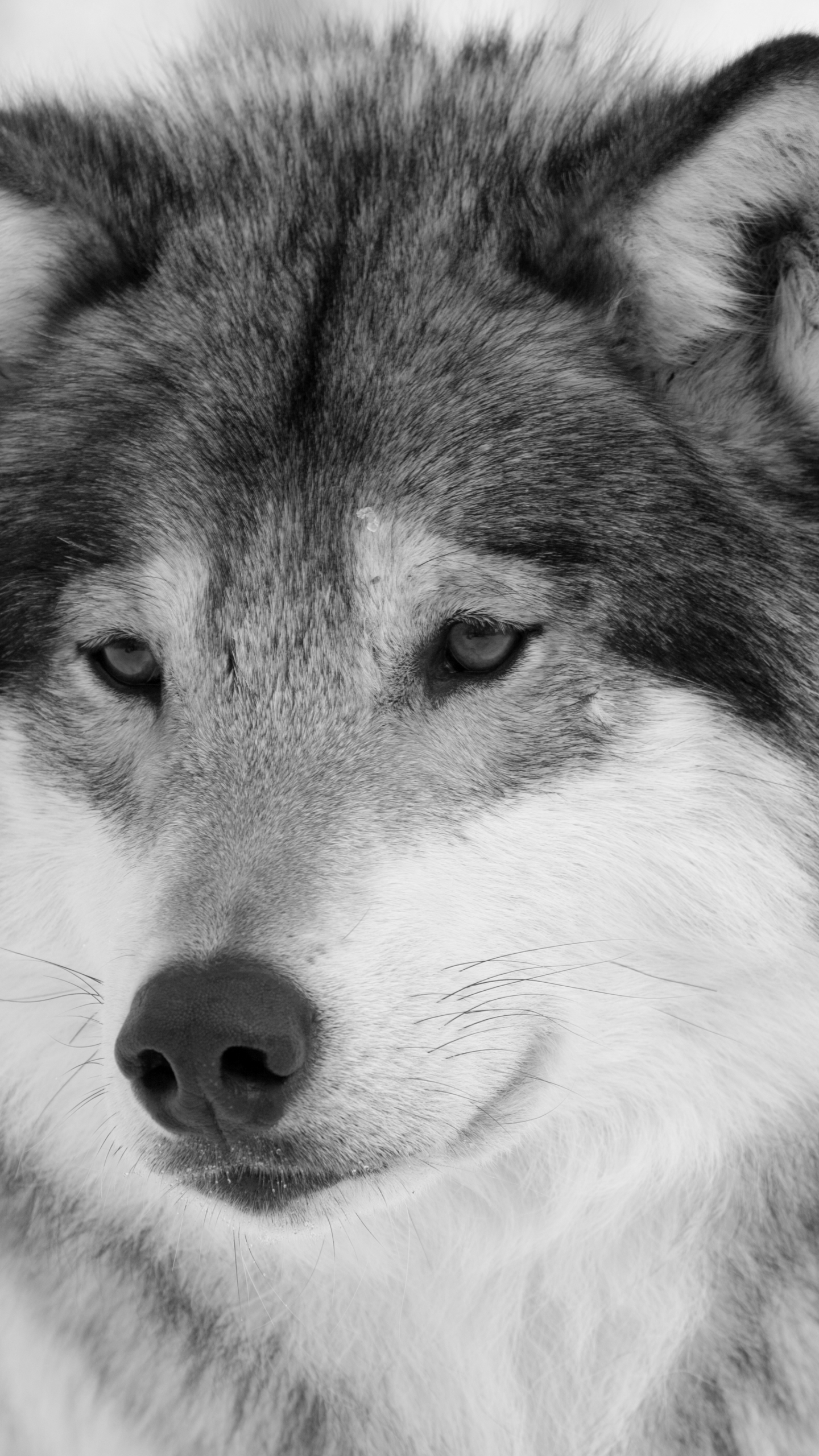 Download mobile wallpaper Muzzle, Wolf, Animal, Face, Wolves for free.
