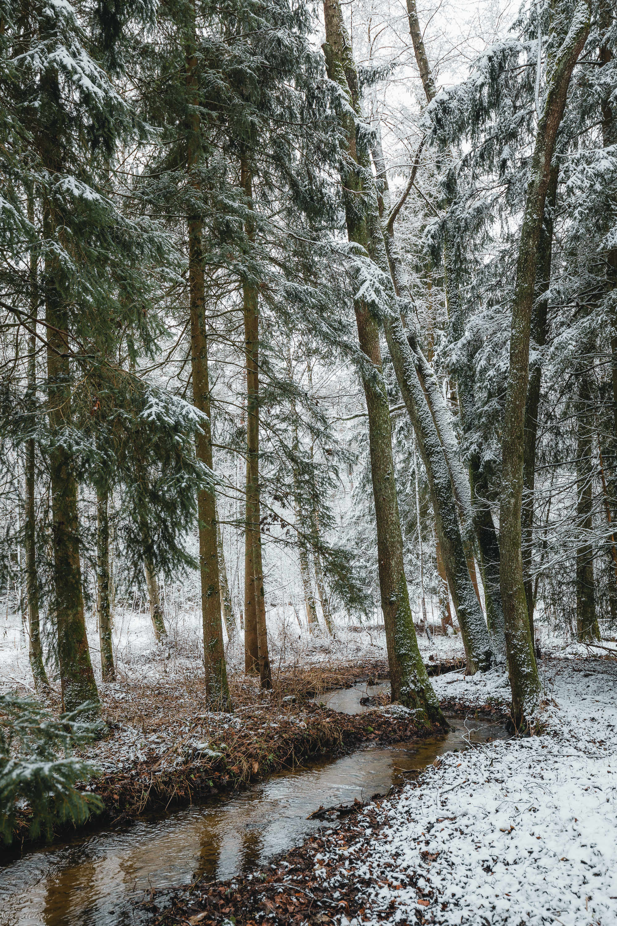 Handy-Wallpaper Natur, Bäume, Kiefer, Bach, Brook, Schnee, Wald, Winter kostenlos herunterladen.