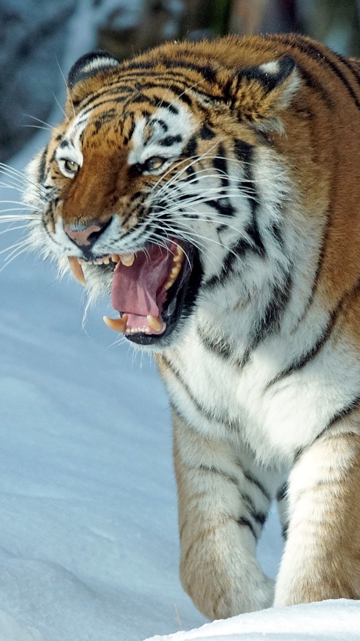 Download mobile wallpaper Winter, Cats, Snow, Tiger, Animal, Snarl for free.