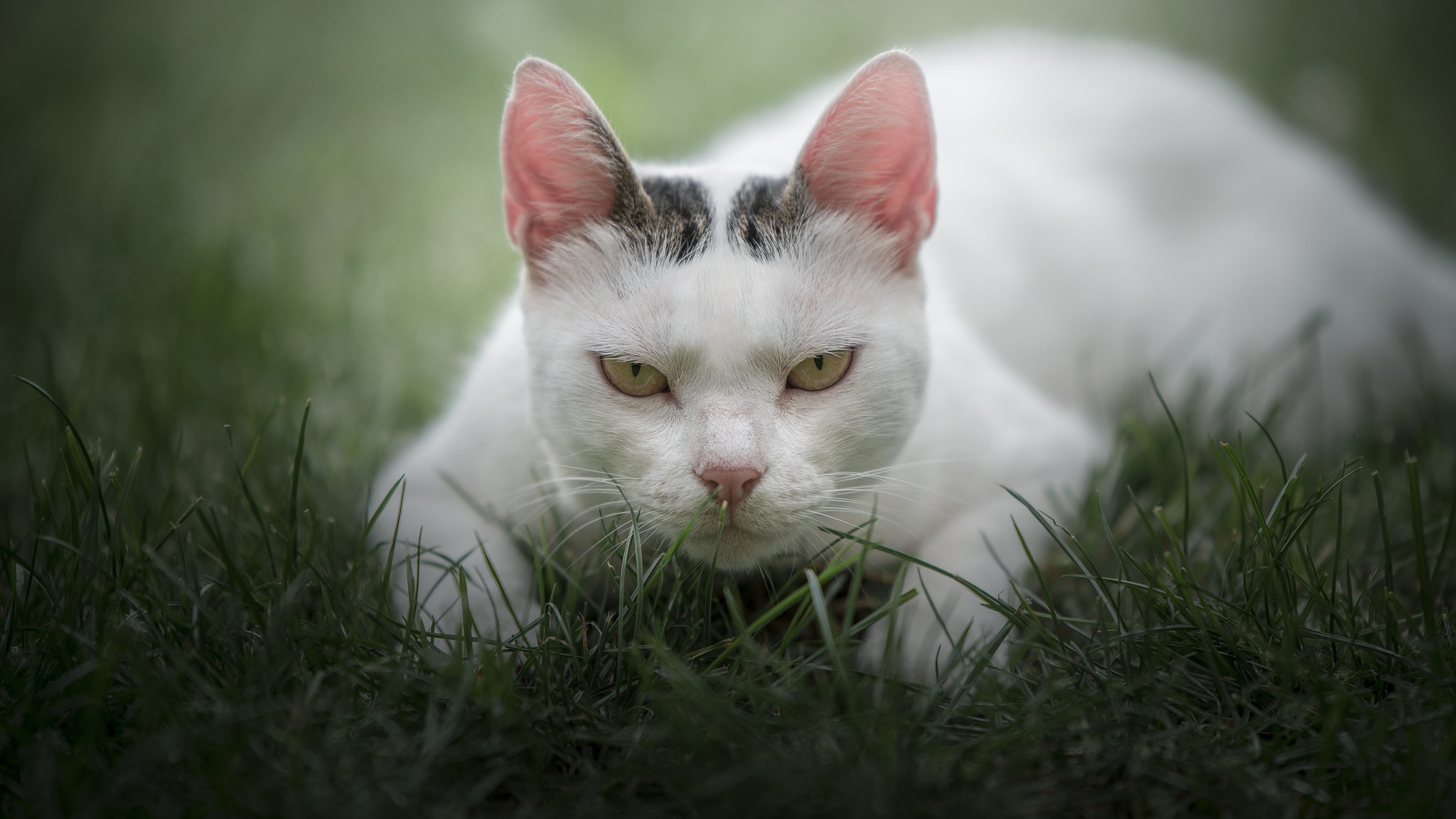 438703 économiseurs d'écran et fonds d'écran Chats sur votre téléphone. Téléchargez  images gratuitement