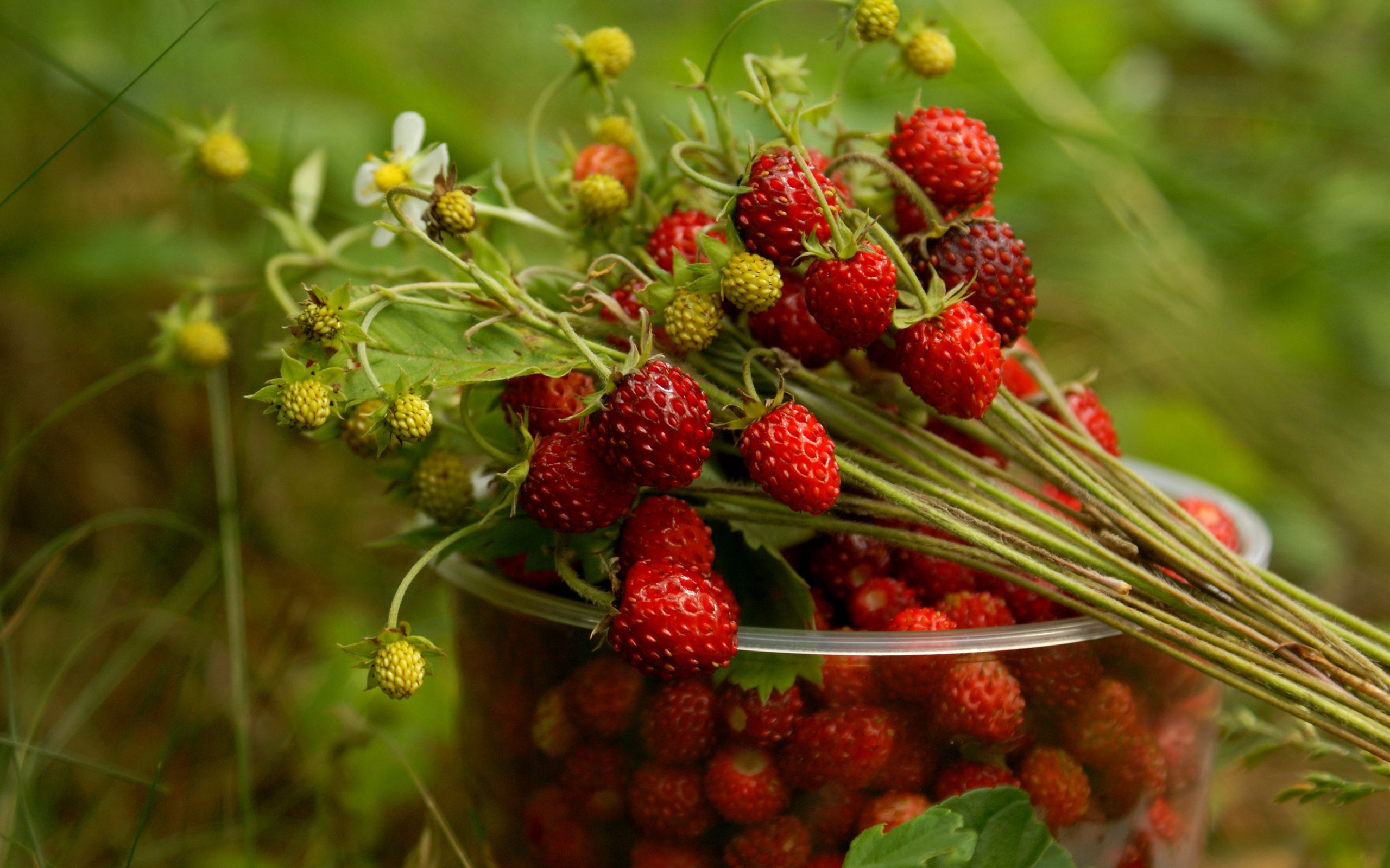 Handy-Wallpaper Pflanzen, Berries kostenlos herunterladen.