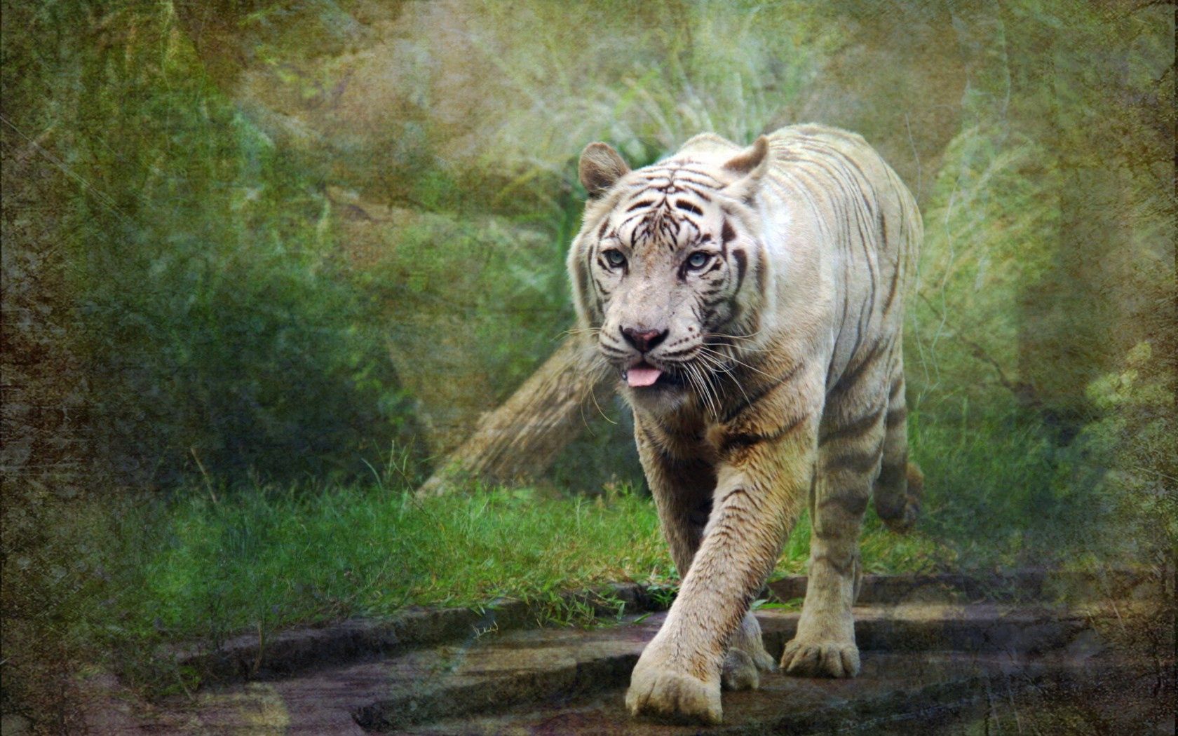 無料モバイル壁紙スタイル, 虎, 動物, 自然, 背景をダウンロードします。