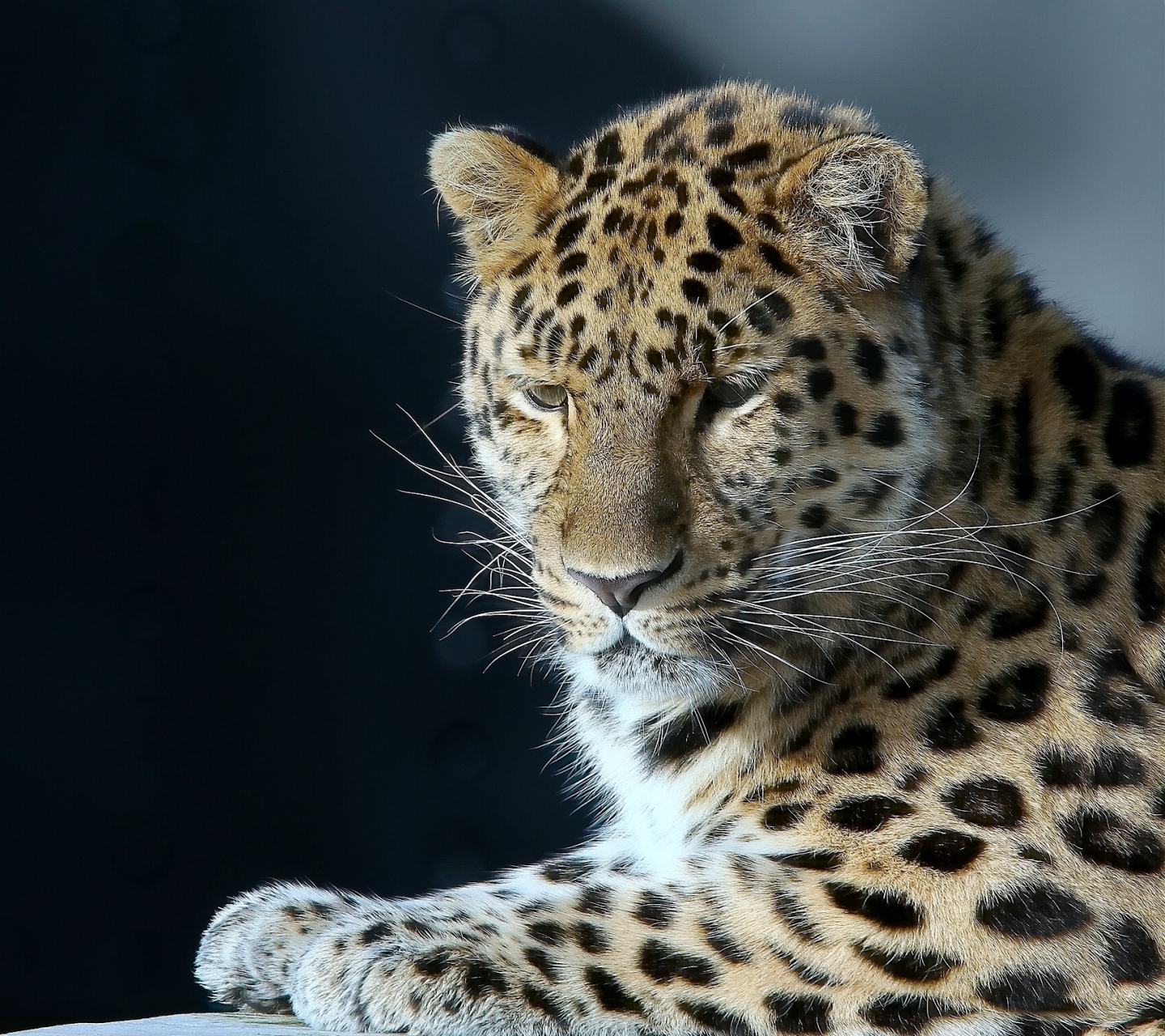 Descarga gratuita de fondo de pantalla para móvil de Animales, Gatos, Leopardo.