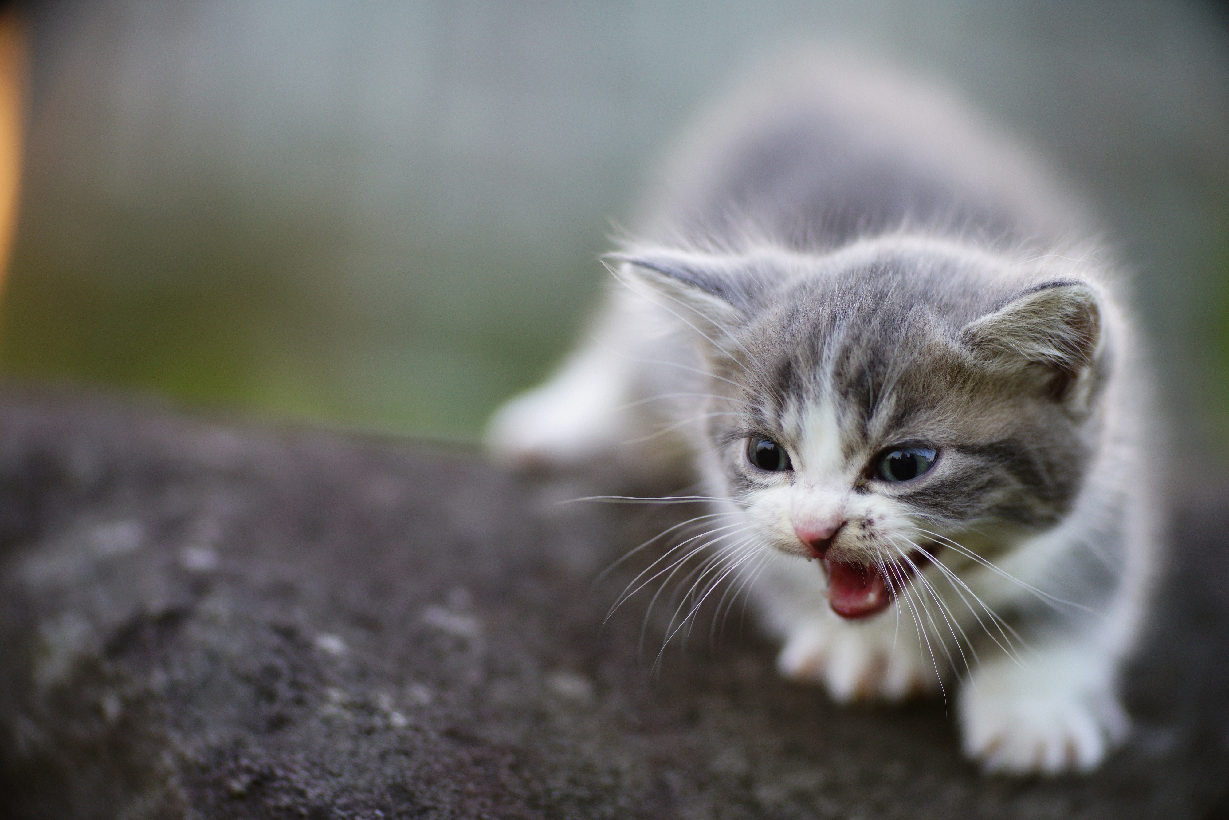 Téléchargez gratuitement l'image Animaux, Chats, Chat, Chaton, Bébé Animal sur le bureau de votre PC