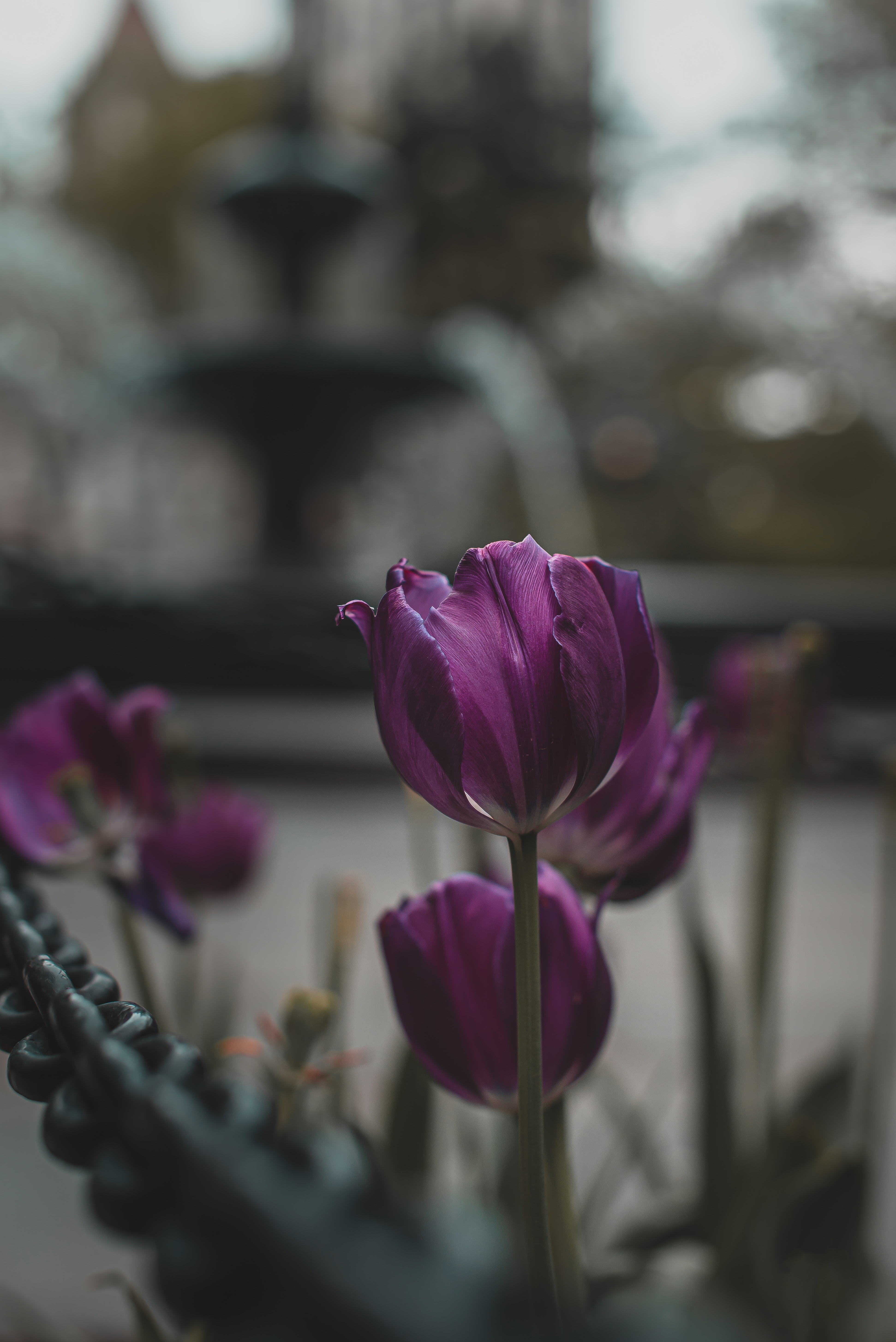 133006 Hintergrundbild herunterladen tulpen, pflanzen, blumen, violett, blühen, blühenden, lila - Bildschirmschoner und Bilder kostenlos