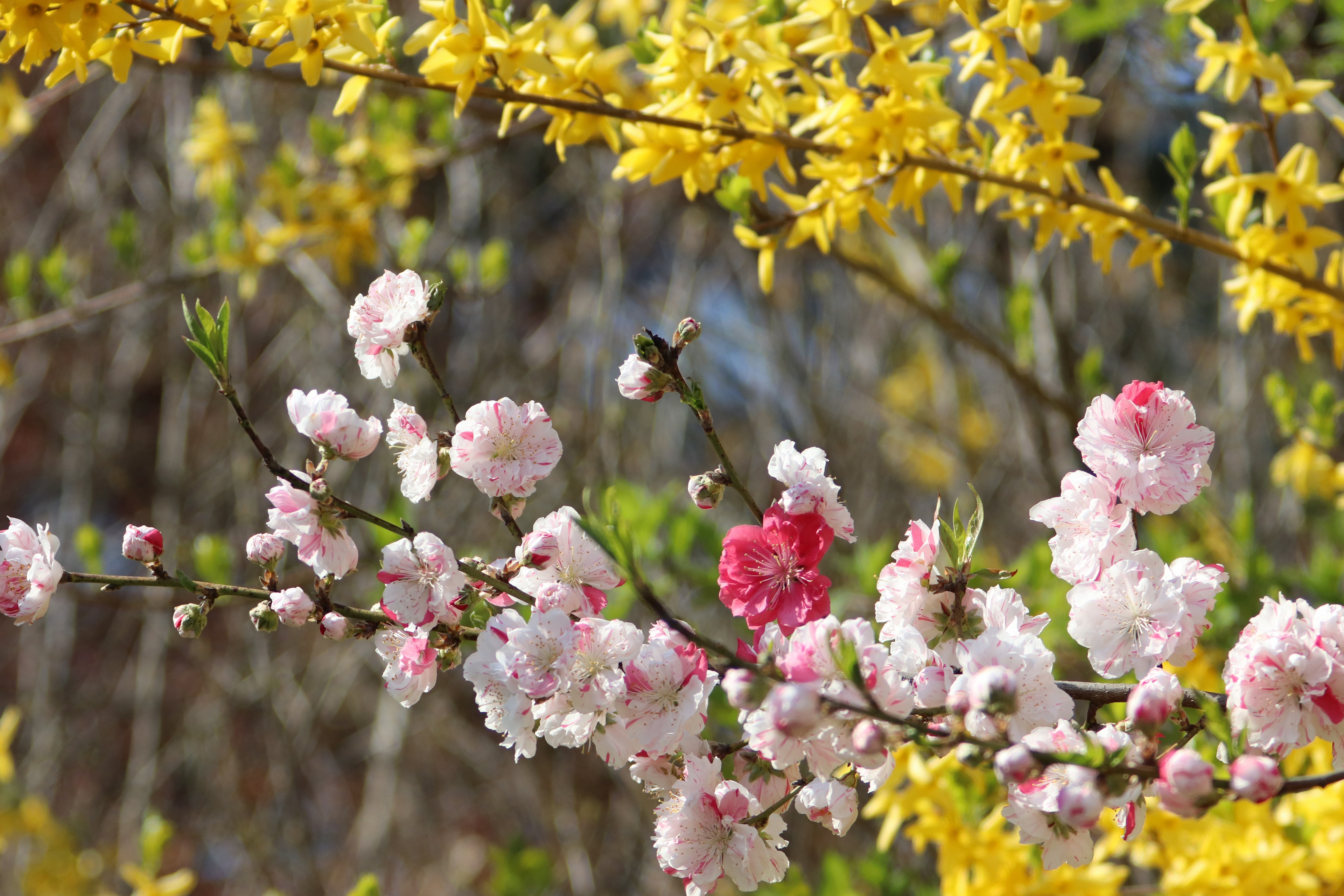 Descarga gratis la imagen Sakura, Florecer, Rama, Primavera, Tierra/naturaleza, Forsitia en el escritorio de tu PC
