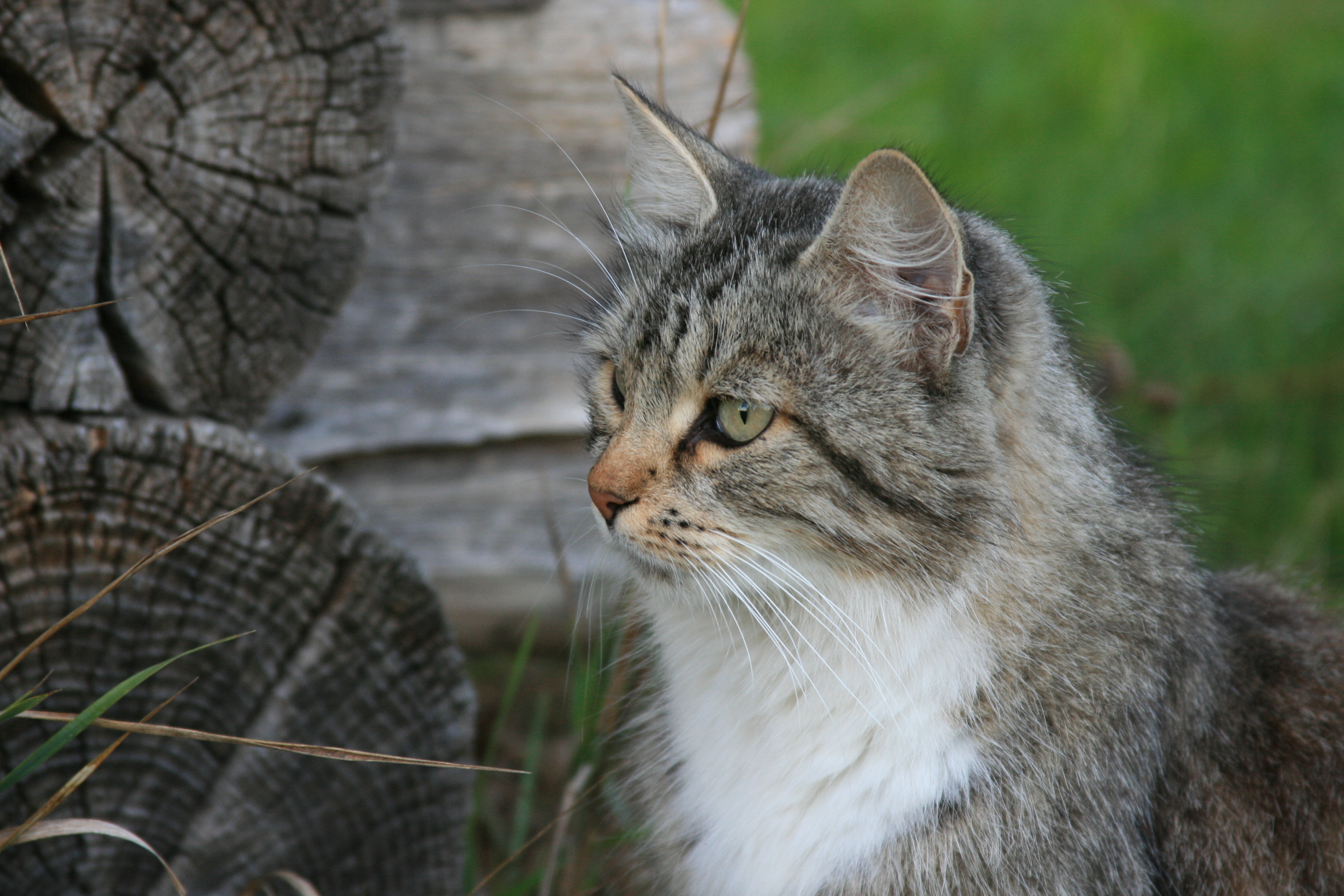 Handy-Wallpaper Tiere, Katzen, Katze kostenlos herunterladen.