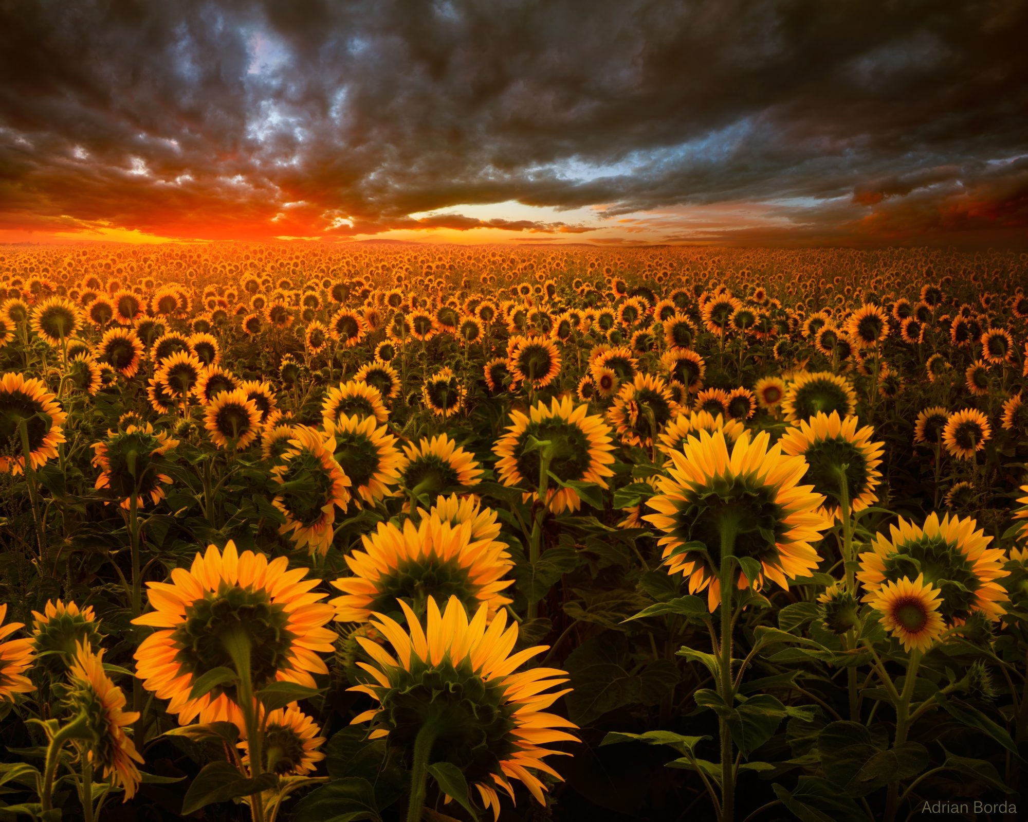 Download mobile wallpaper Flowers, Sunset, Sun, Earth, Field, Sunflower, Yellow Flower for free.
