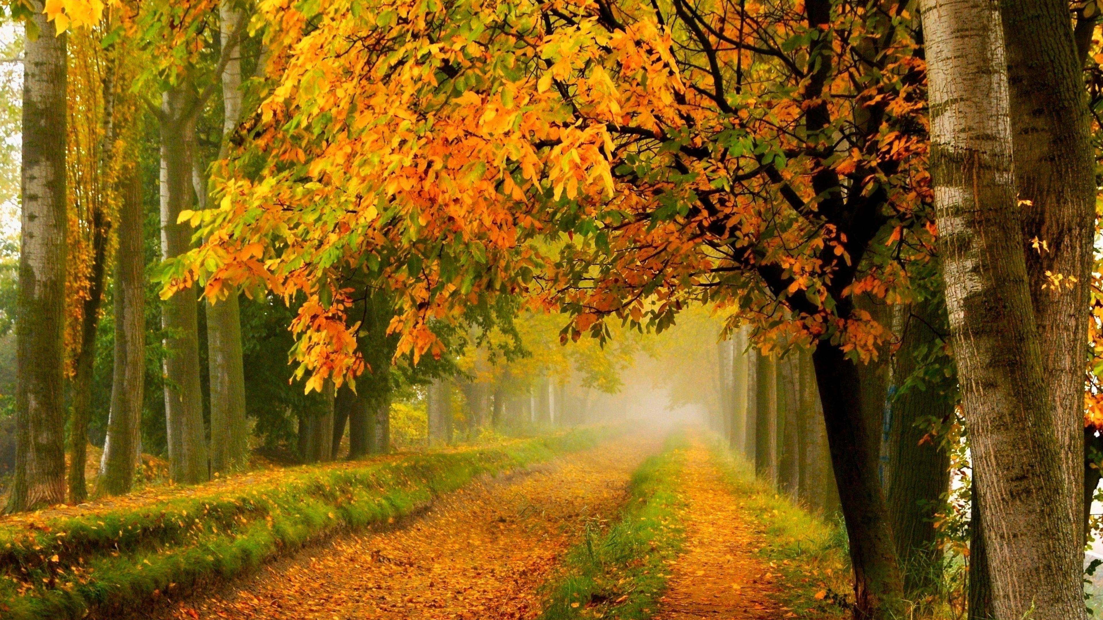 Download mobile wallpaper Tree, Fall, Earth, Dirt Road for free.