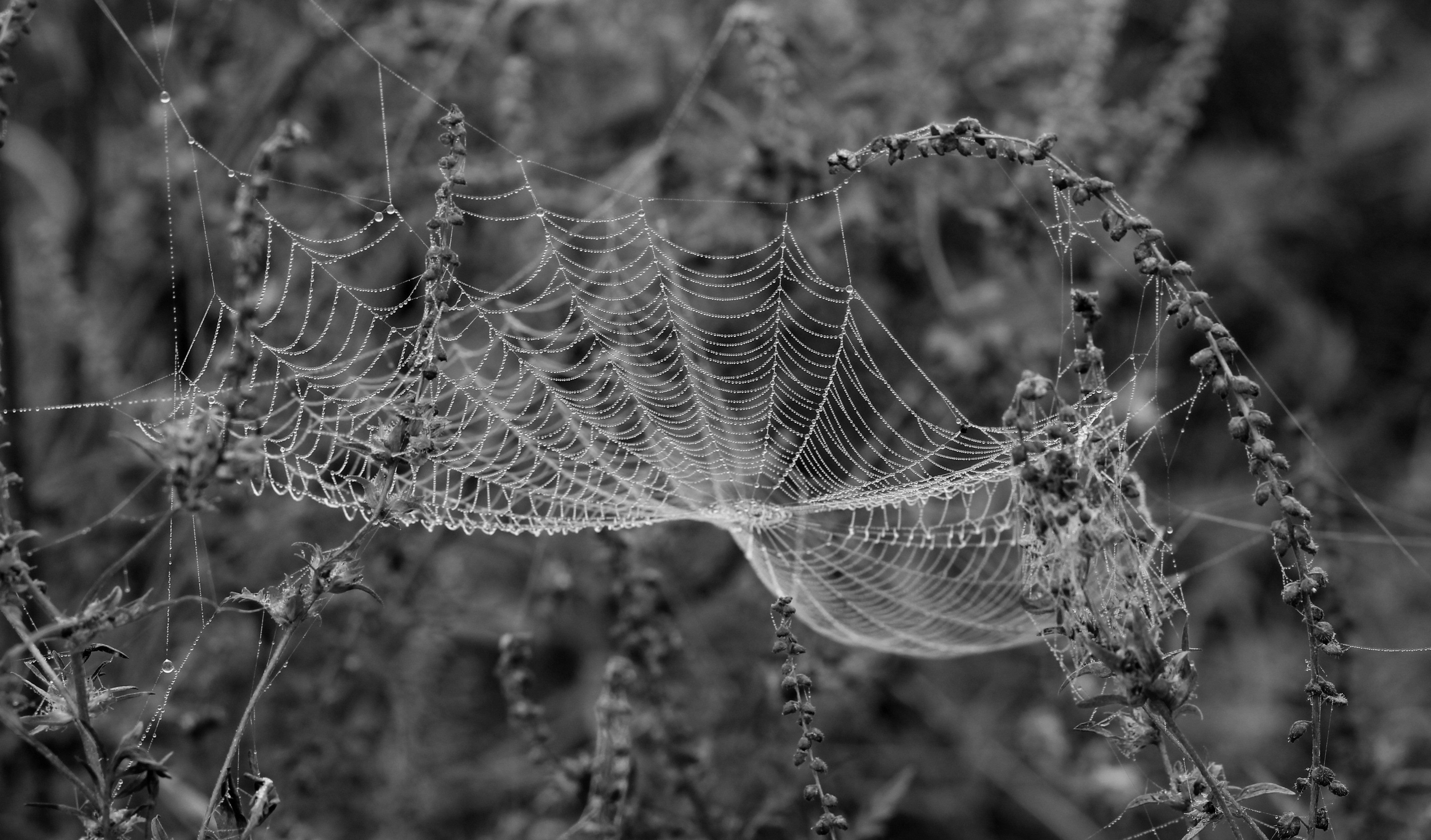 Descarga gratuita de fondo de pantalla para móvil de Blanco Y Negro, Fotografía, Telaraña, Macrofotografía.